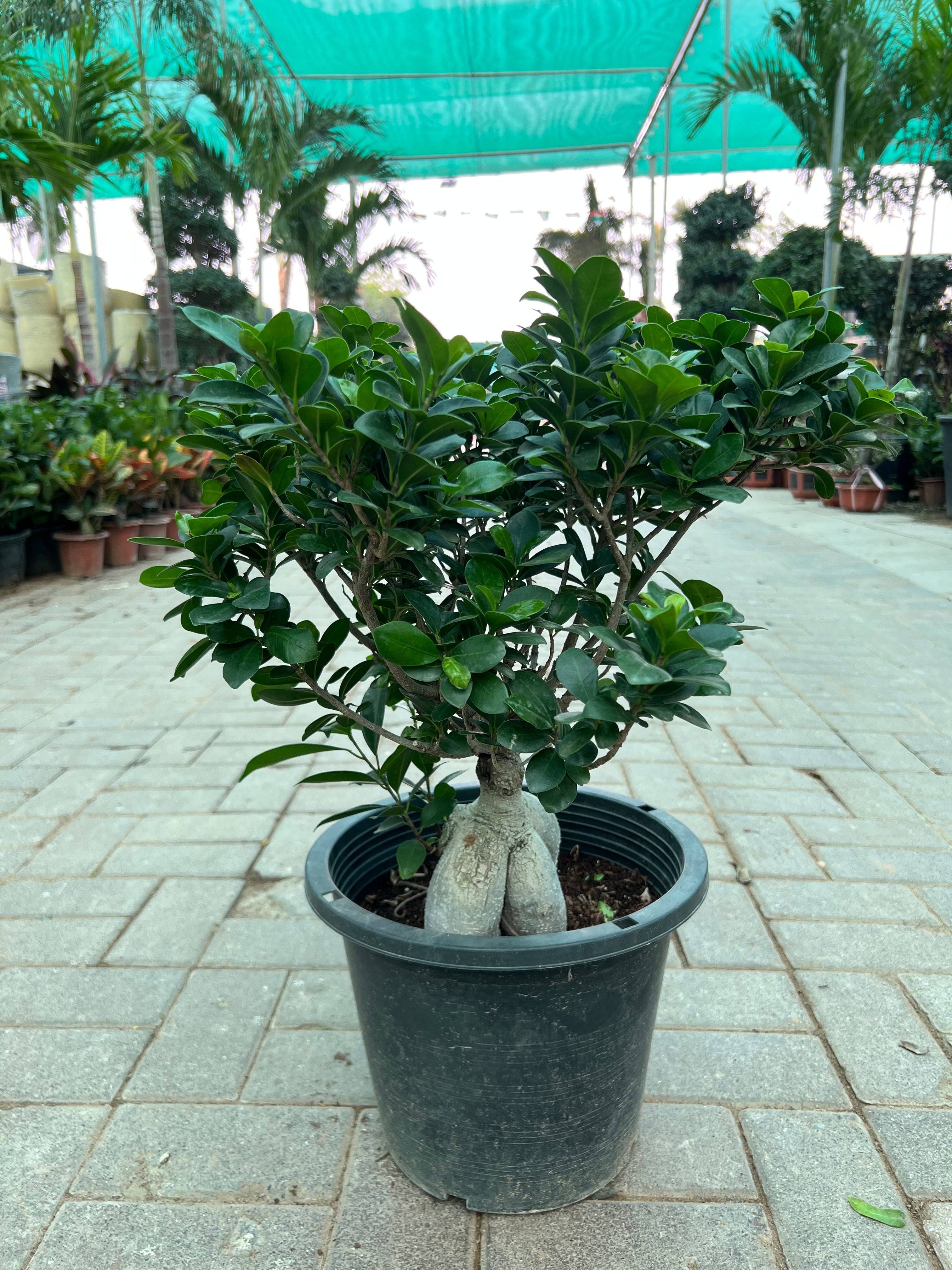 Ficus Bonsai