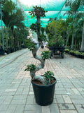 S Shape Bonsai