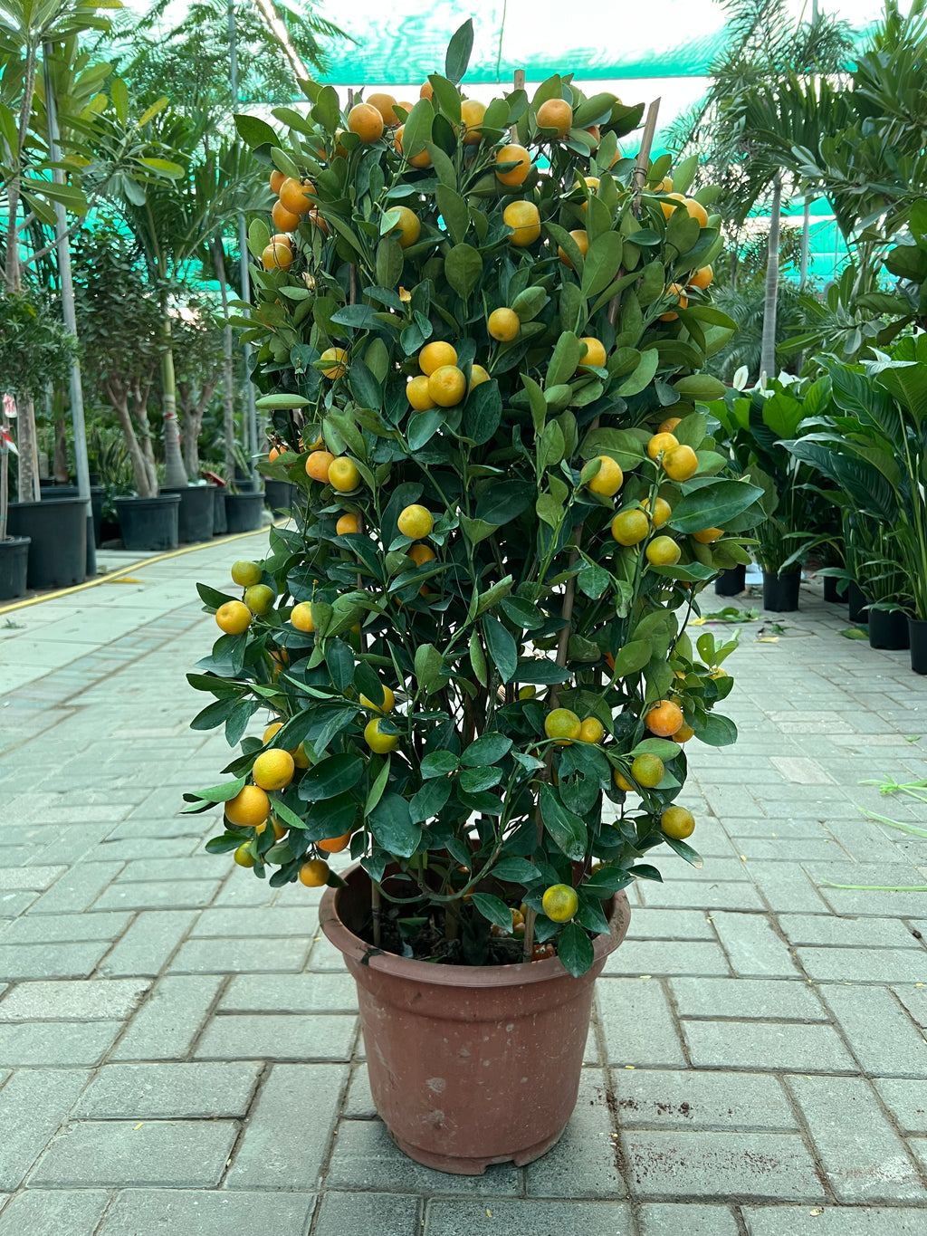 Citrus Mandarin