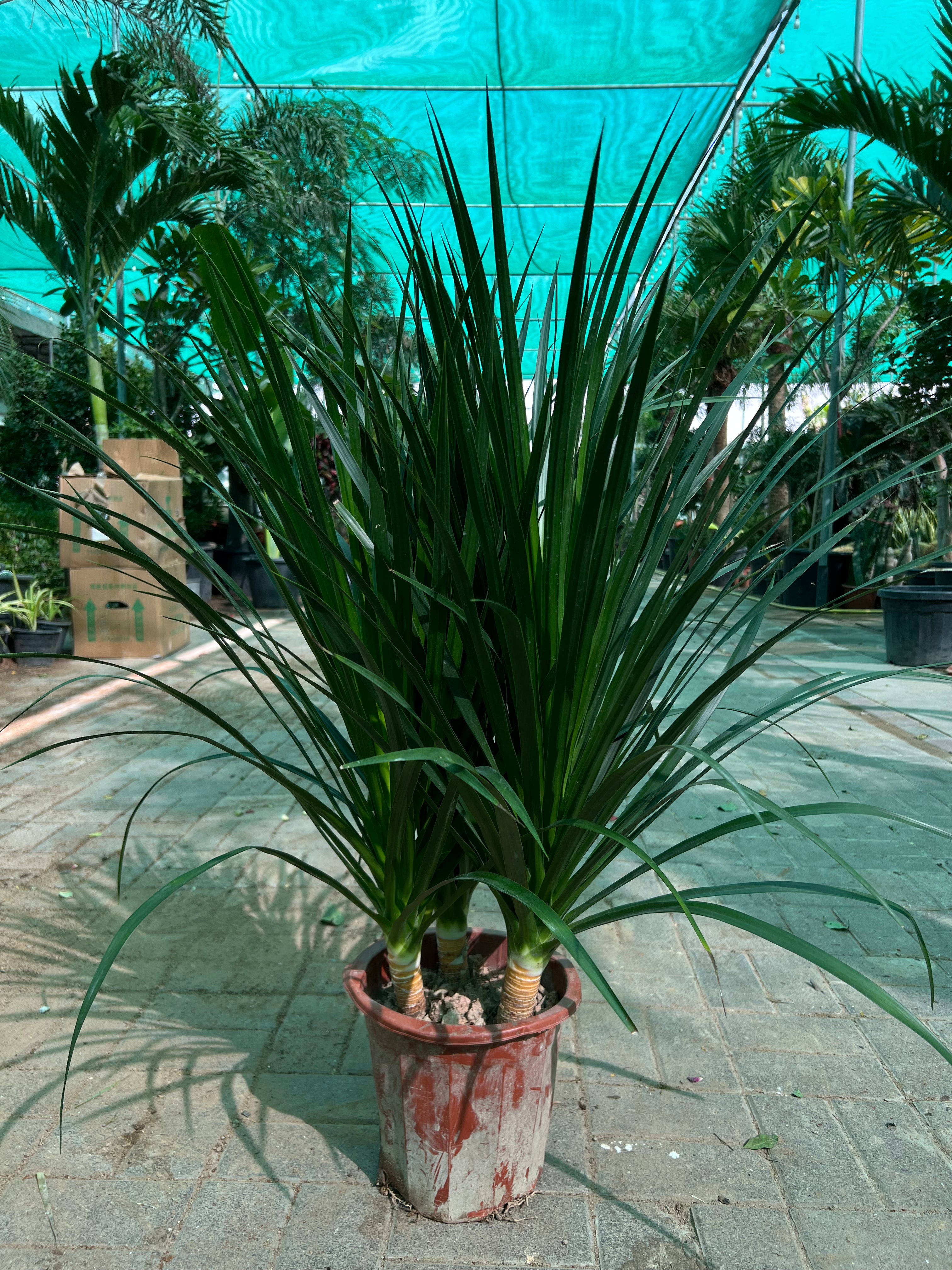 Dracaena Draco
