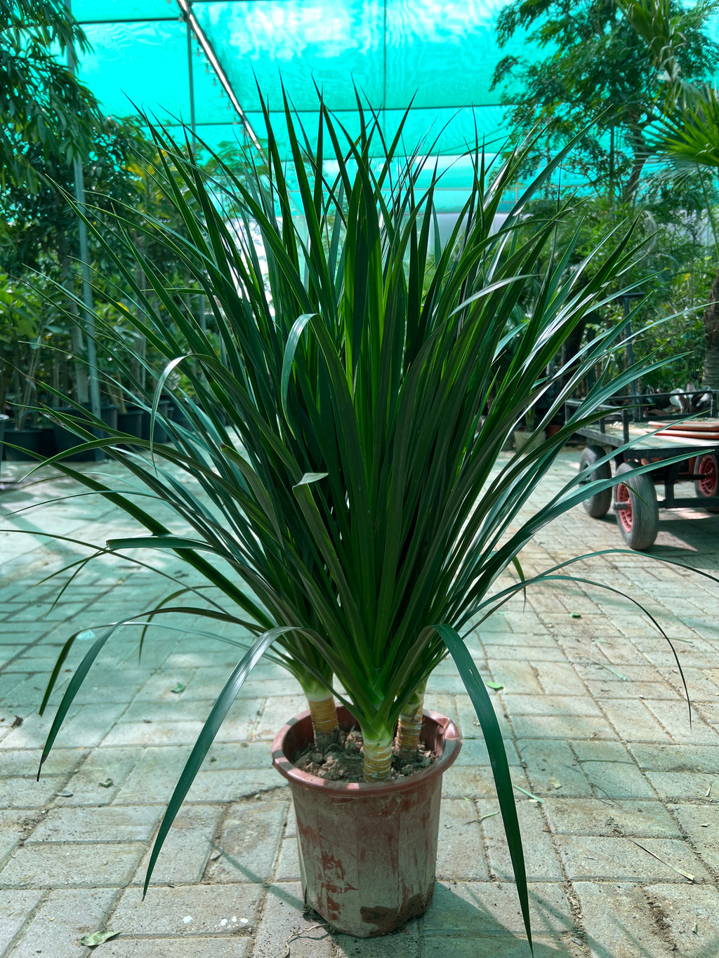 Dracaena Draco