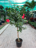 Braided Hibiscus Tree