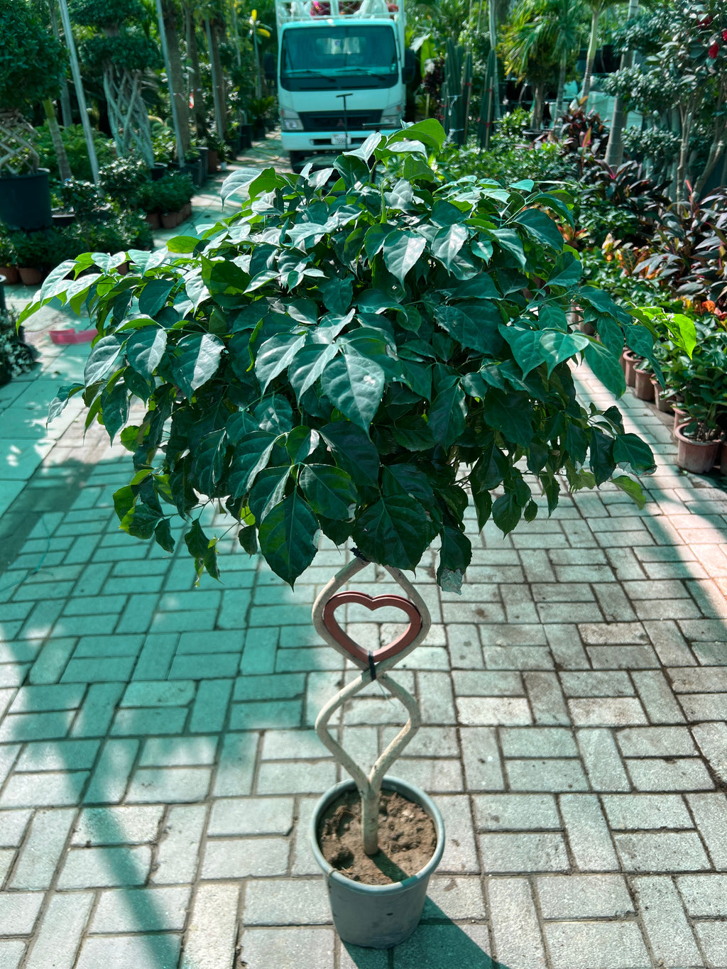 Radermachera (Heart)