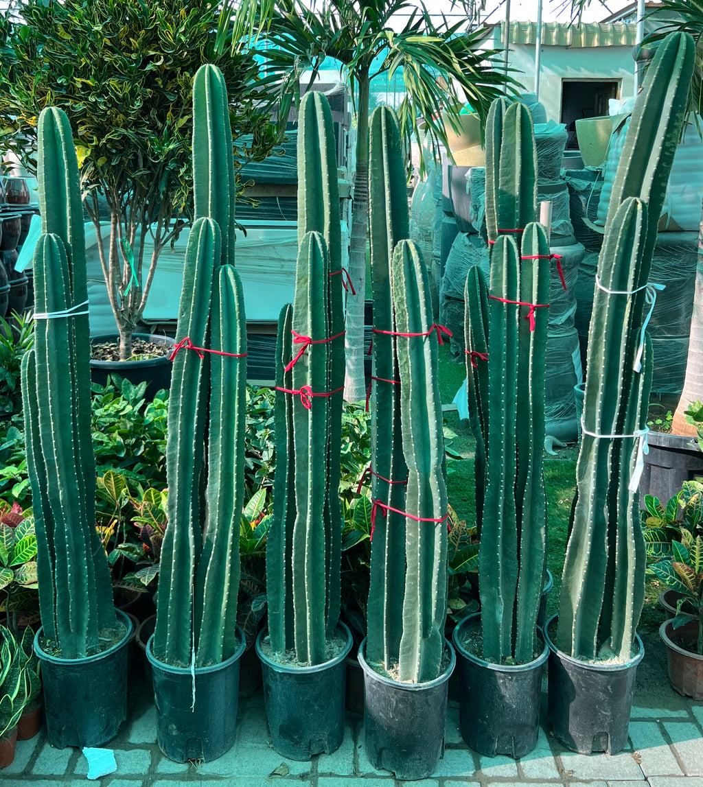 Cactus (3PP / Basket Types)