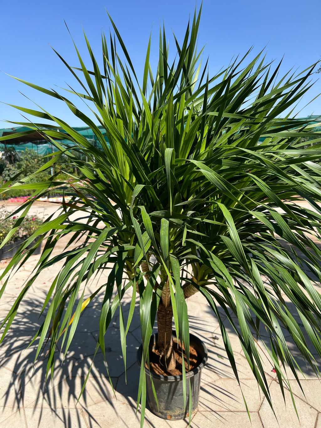 Dracaena Draco