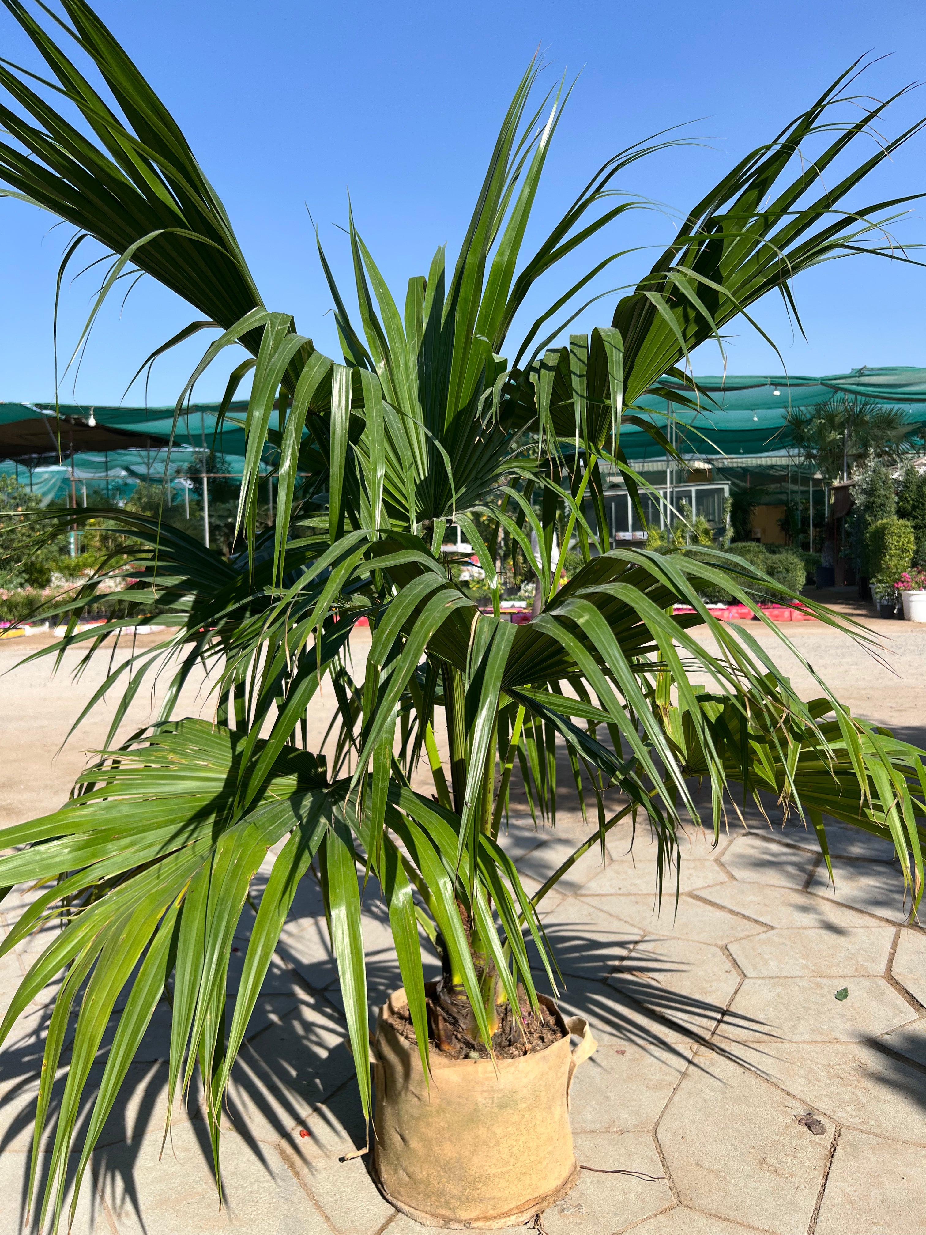 Livistonia Palm