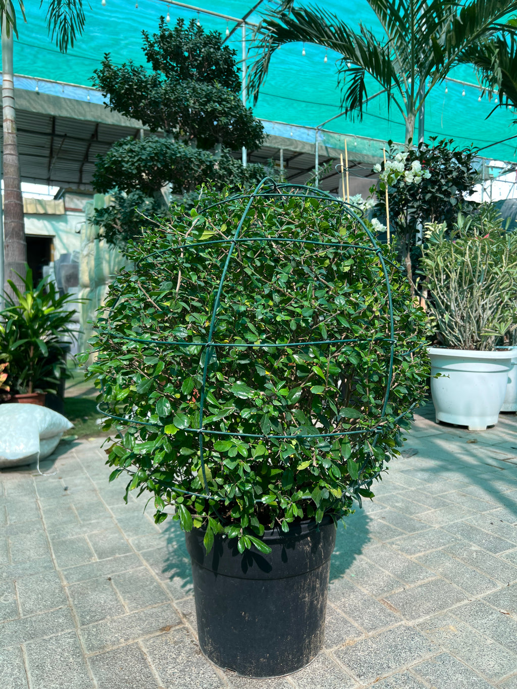 Ehretia Ball