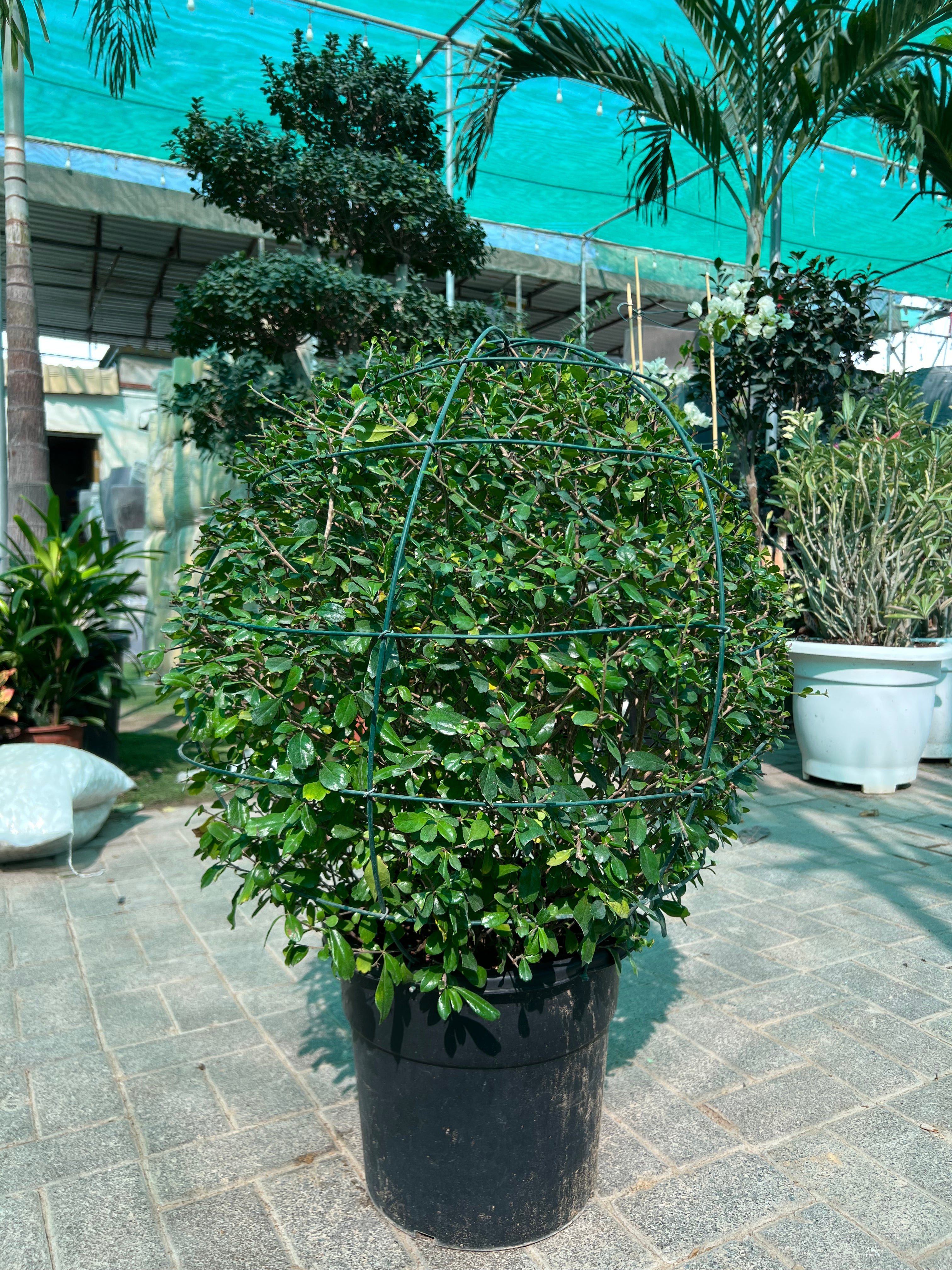 Ehretia Ball