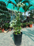 Bougainvillea (4 Stick)