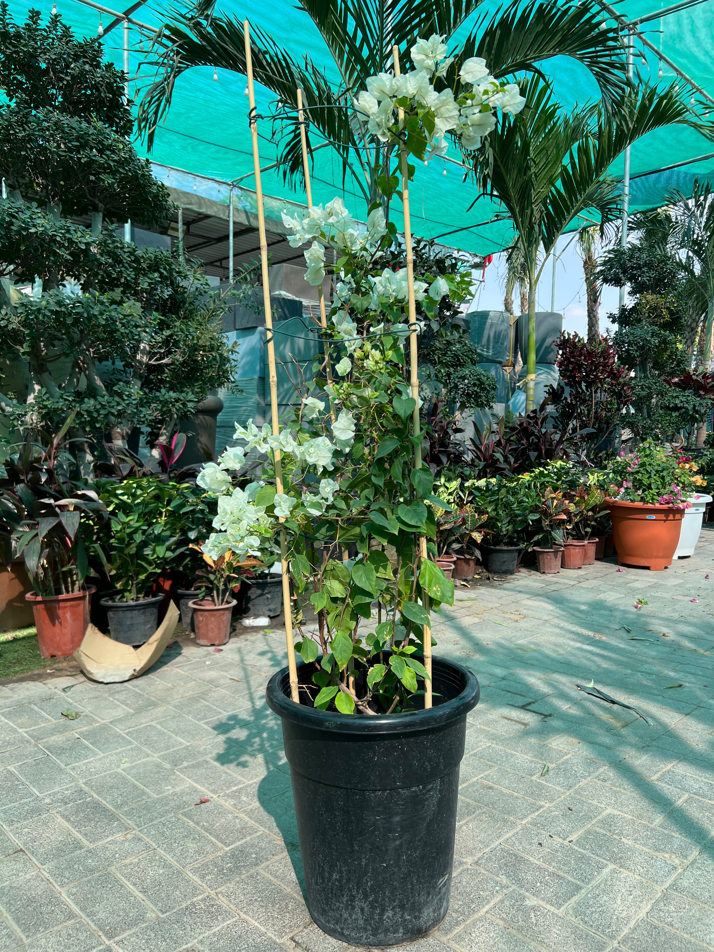 Bougainvillea (4 Stick)