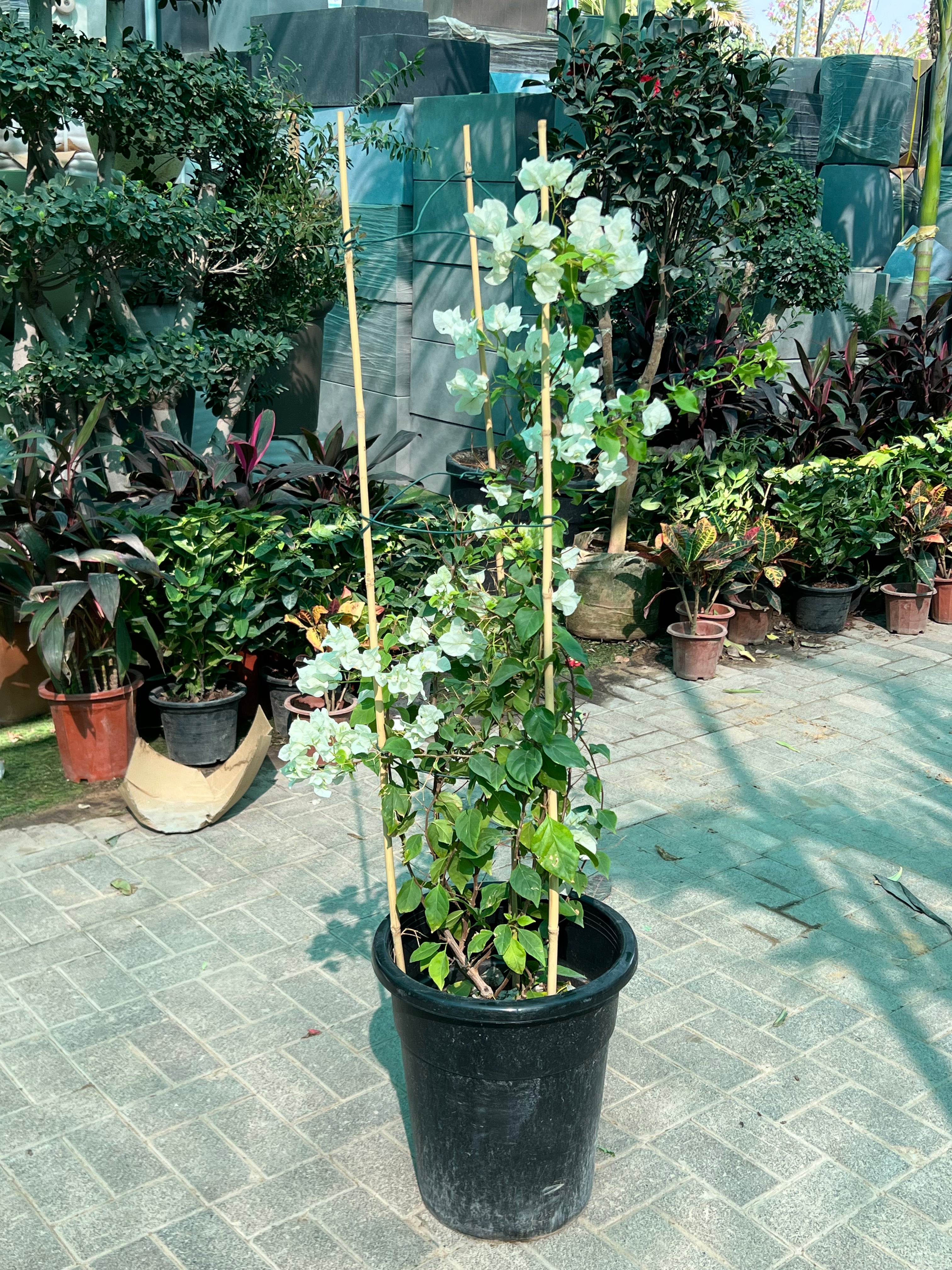 Bougainvillea (4 Stick)