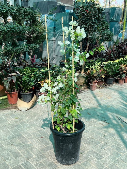 Bougainvillea (4 Stick)