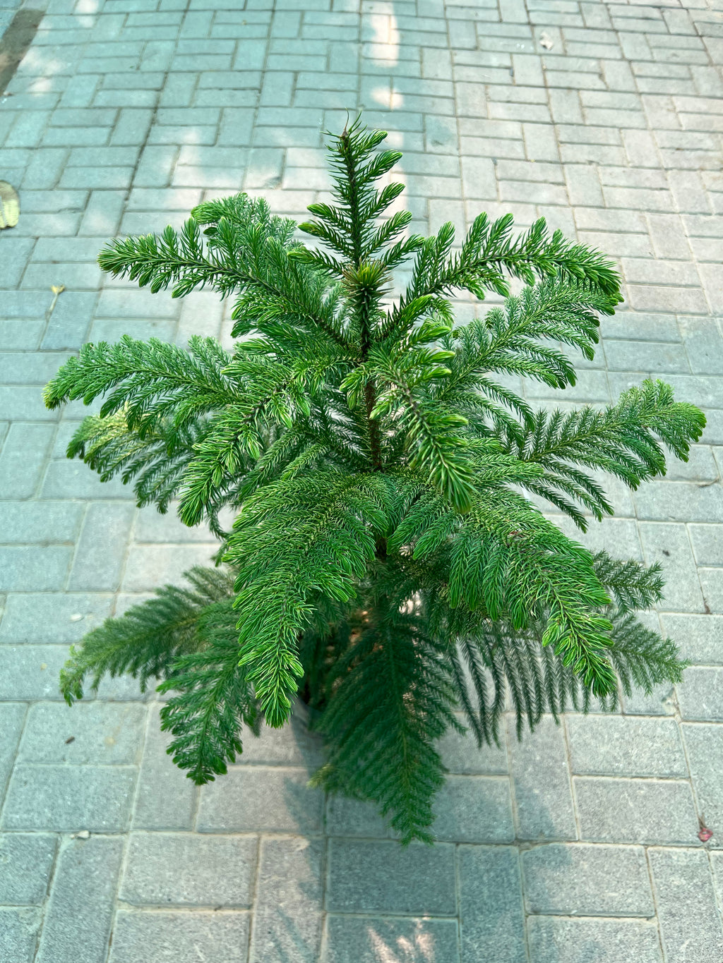 Araucaria Heterophylla