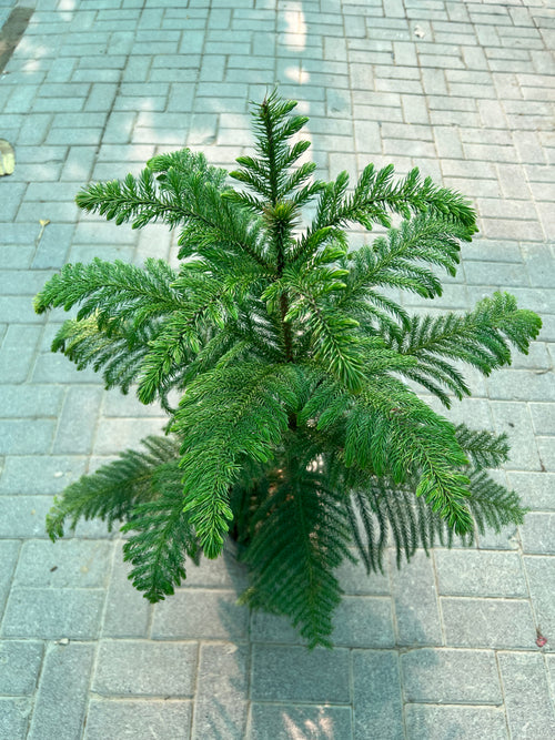 Araucaria Heterophylla