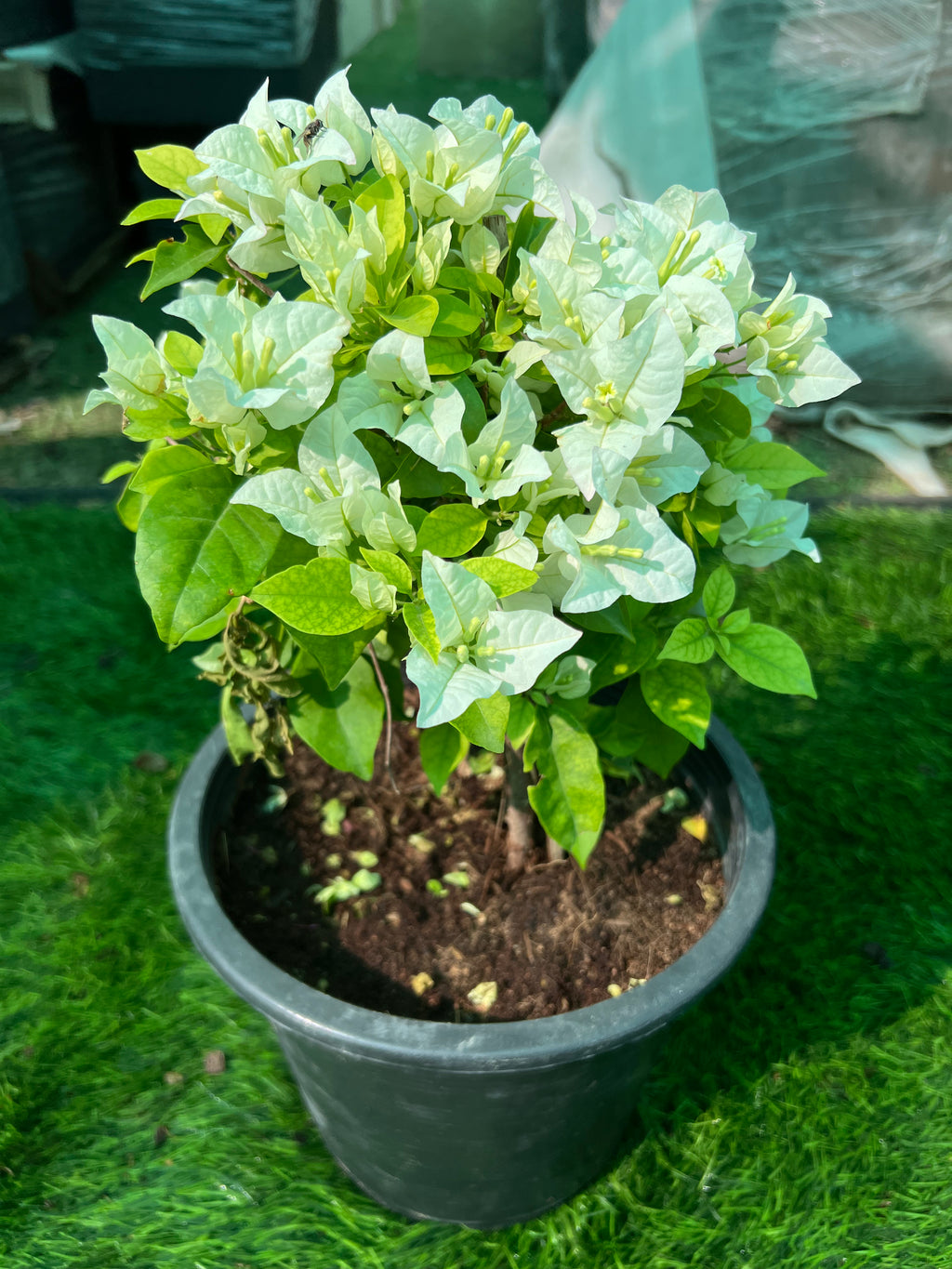 Bougainvillea Small