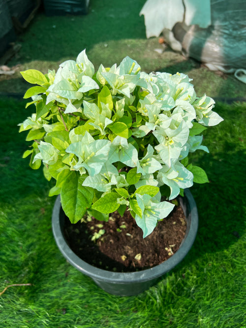 Bougainvillea Small