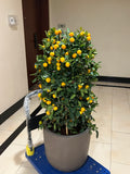 Mandarin – Lush Outdoor Plant