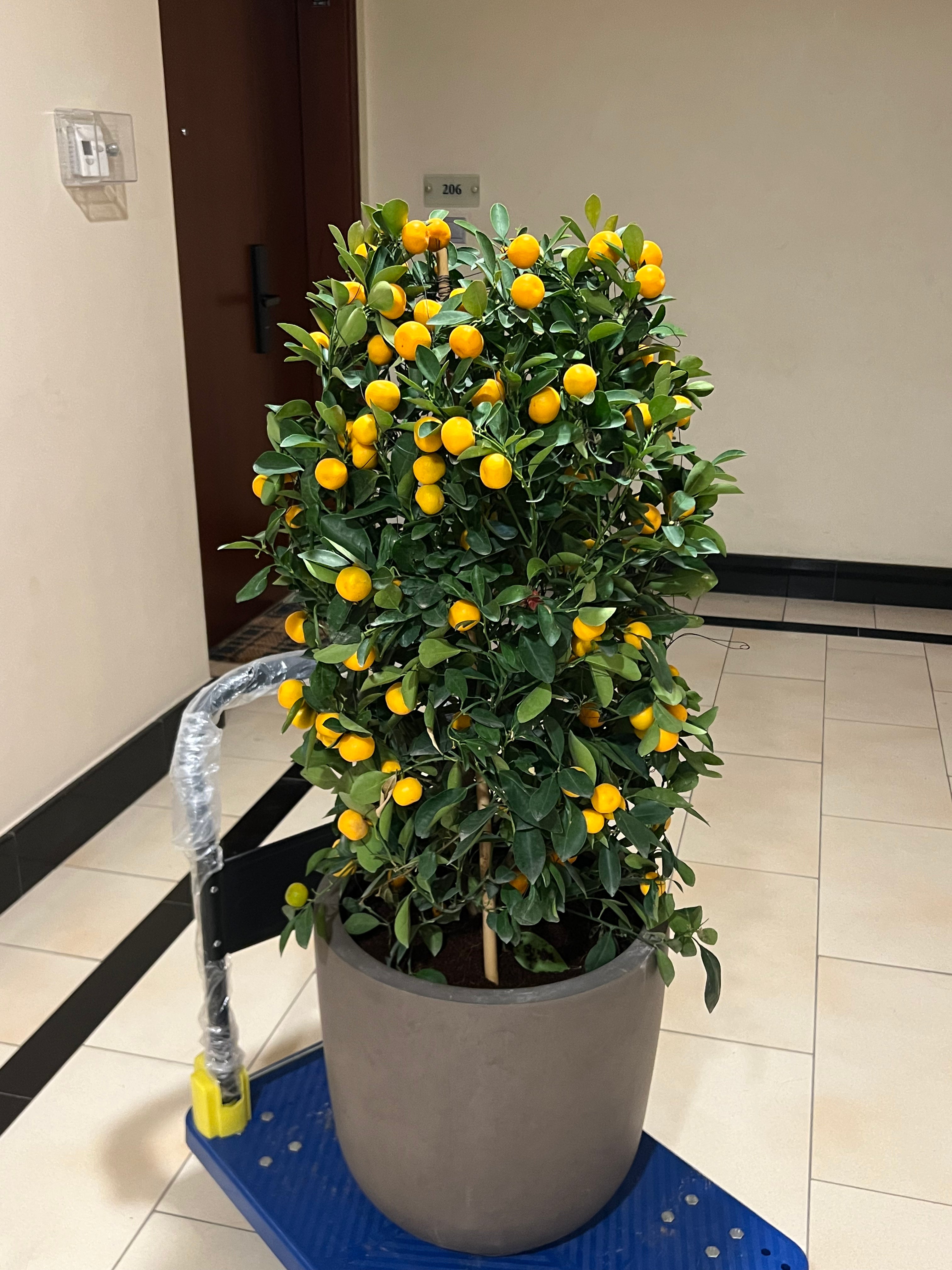 Mandarin – Lush Outdoor Plant