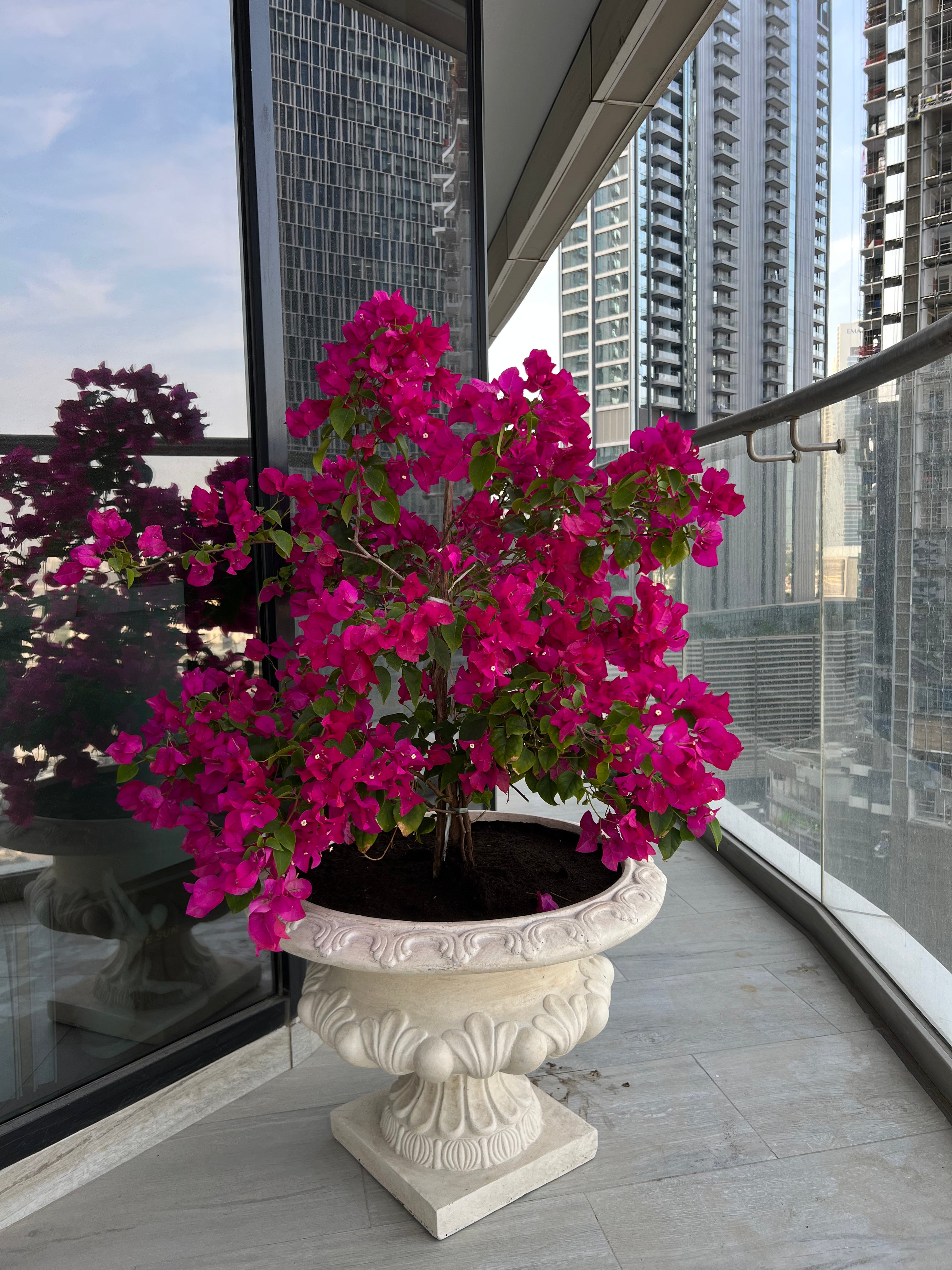 Bougainvillea – Premium Outdoor Potted Plant