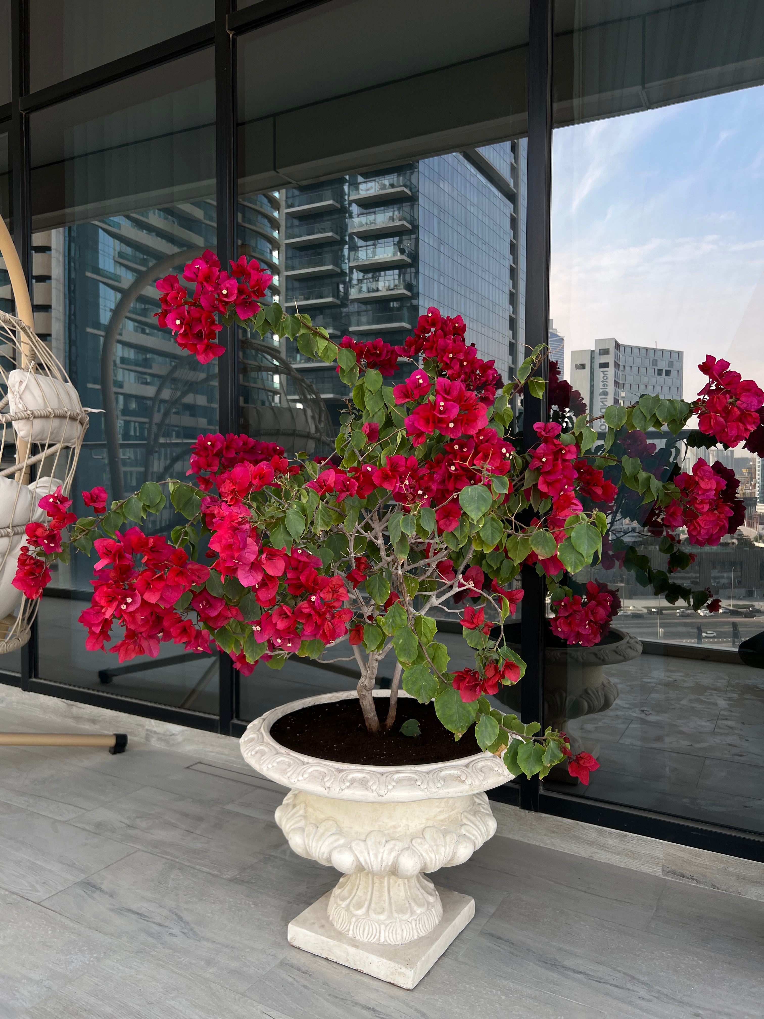 Bougainvillea – Premium Outdoor Potted Plant