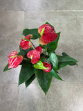 Anthurium