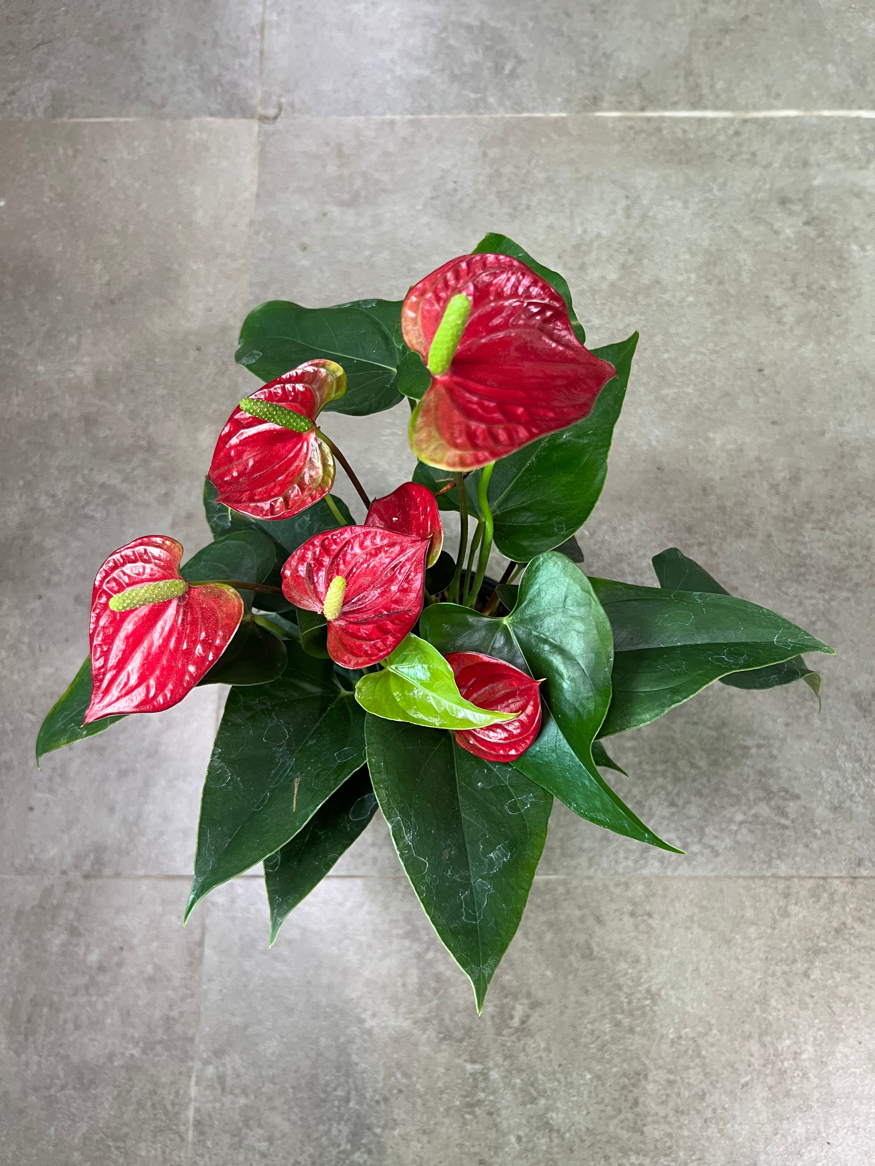 Anthurium