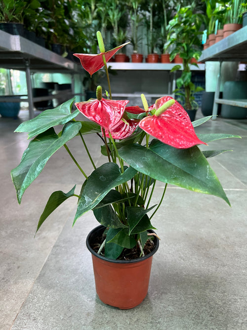 Anthurium
