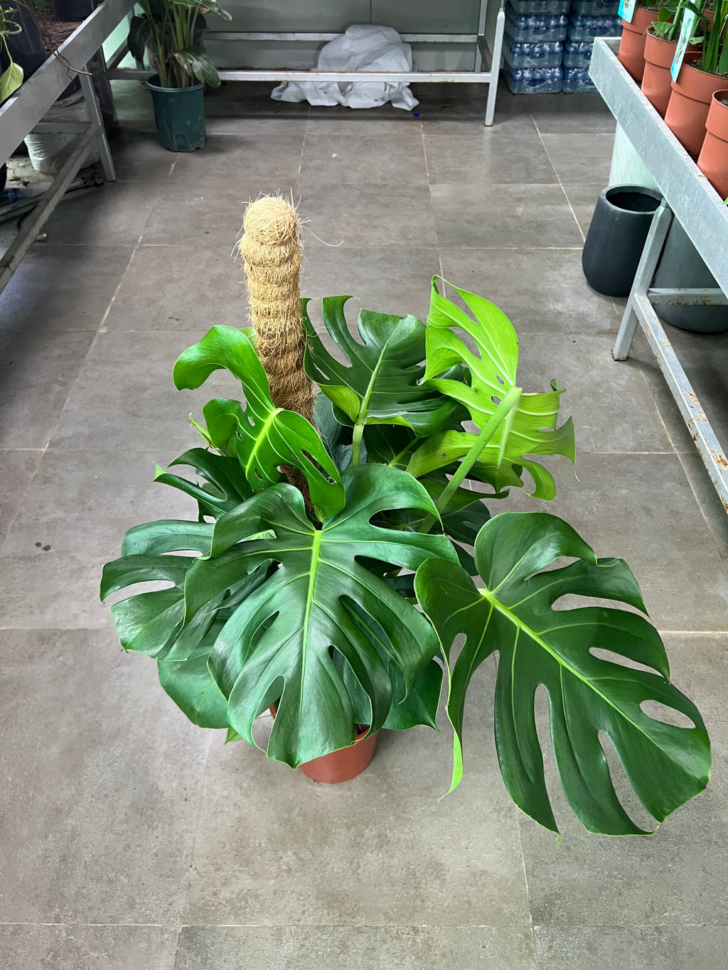 Monstera