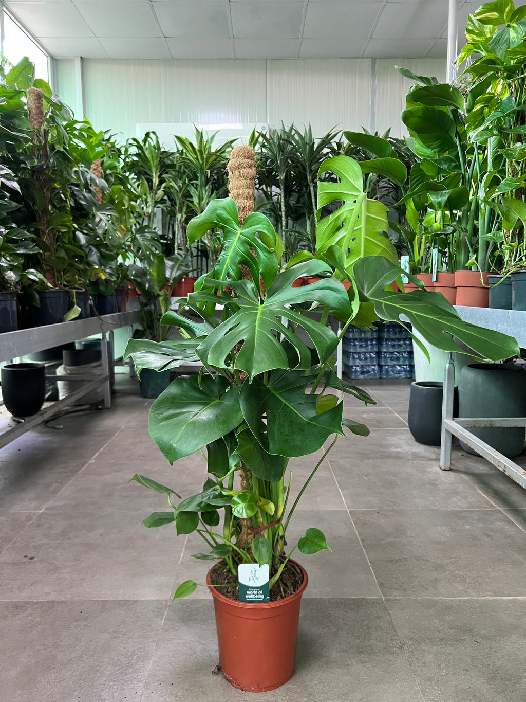 Monstera