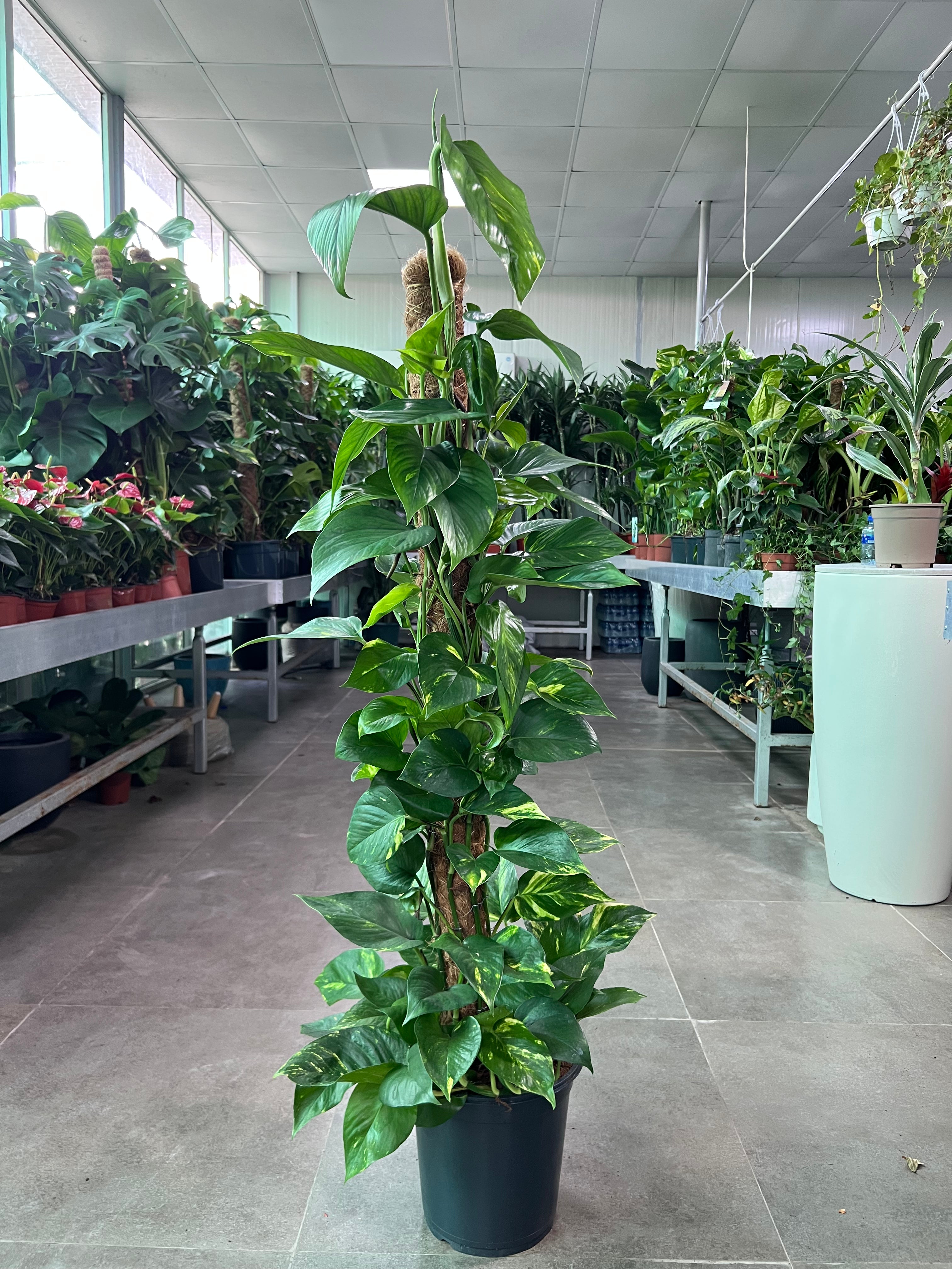 Money Plant