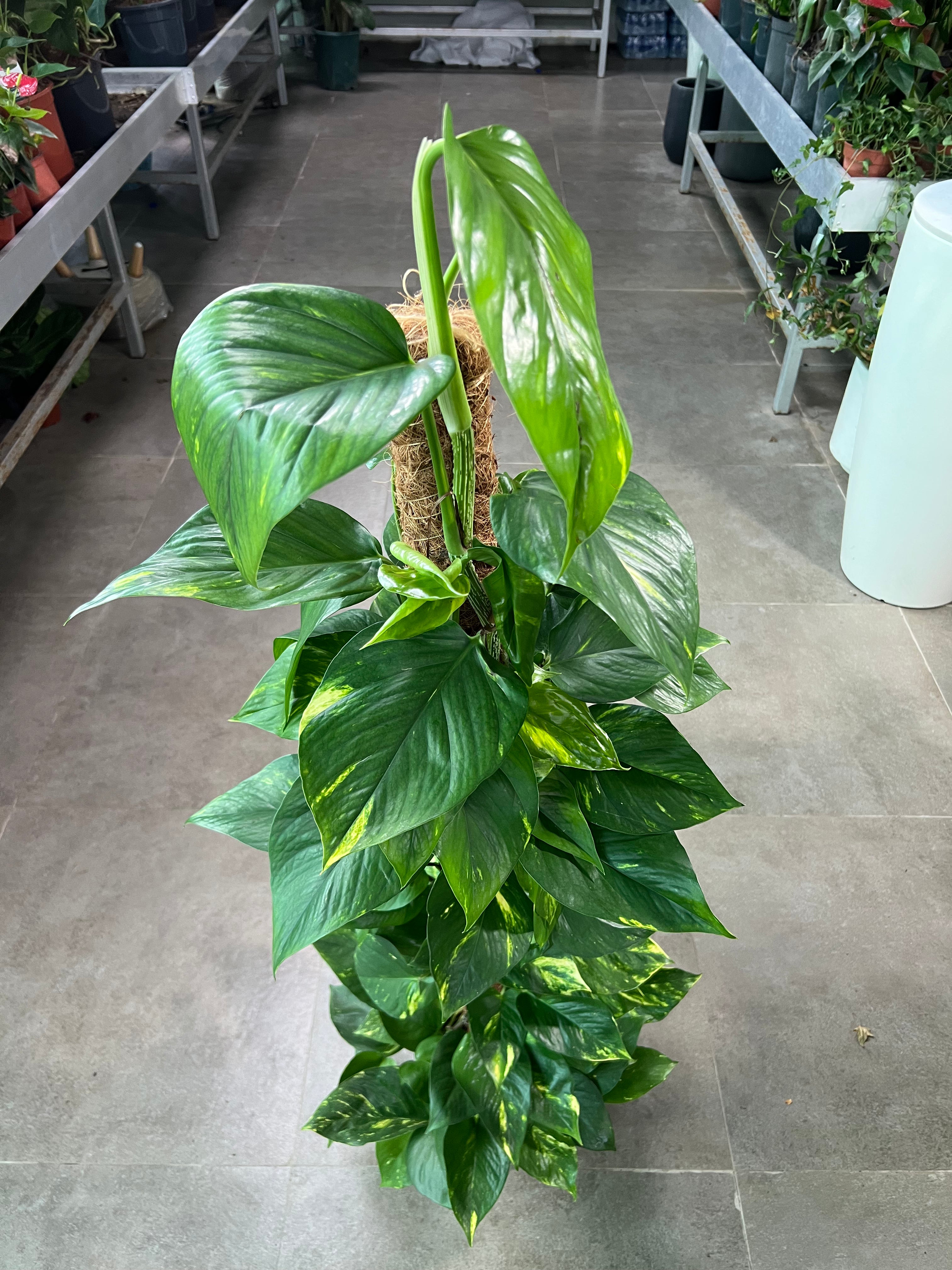 Money Plant