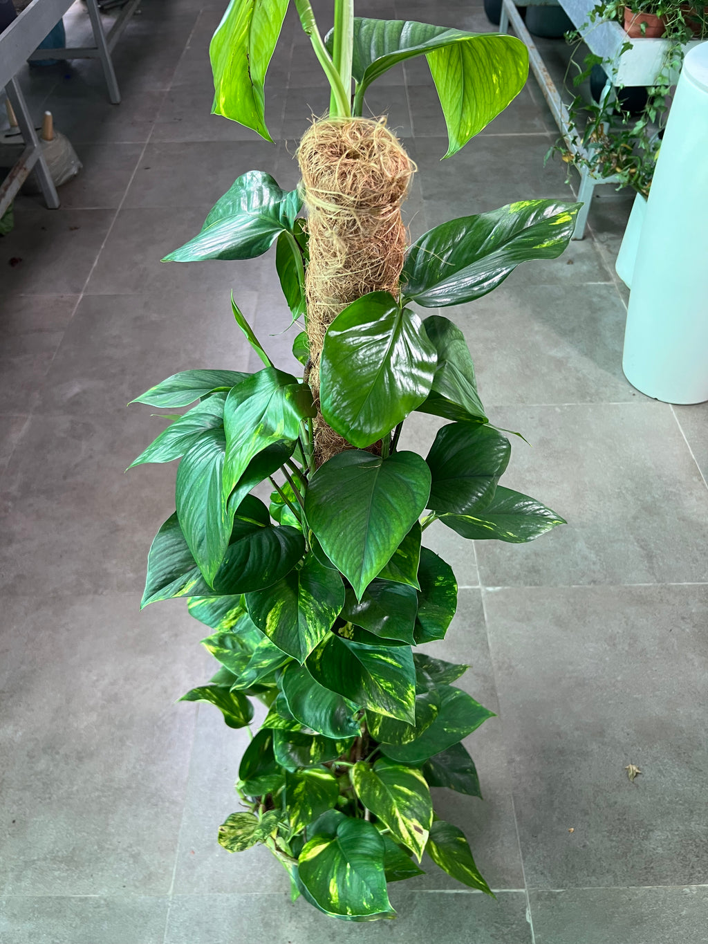 Money Plant