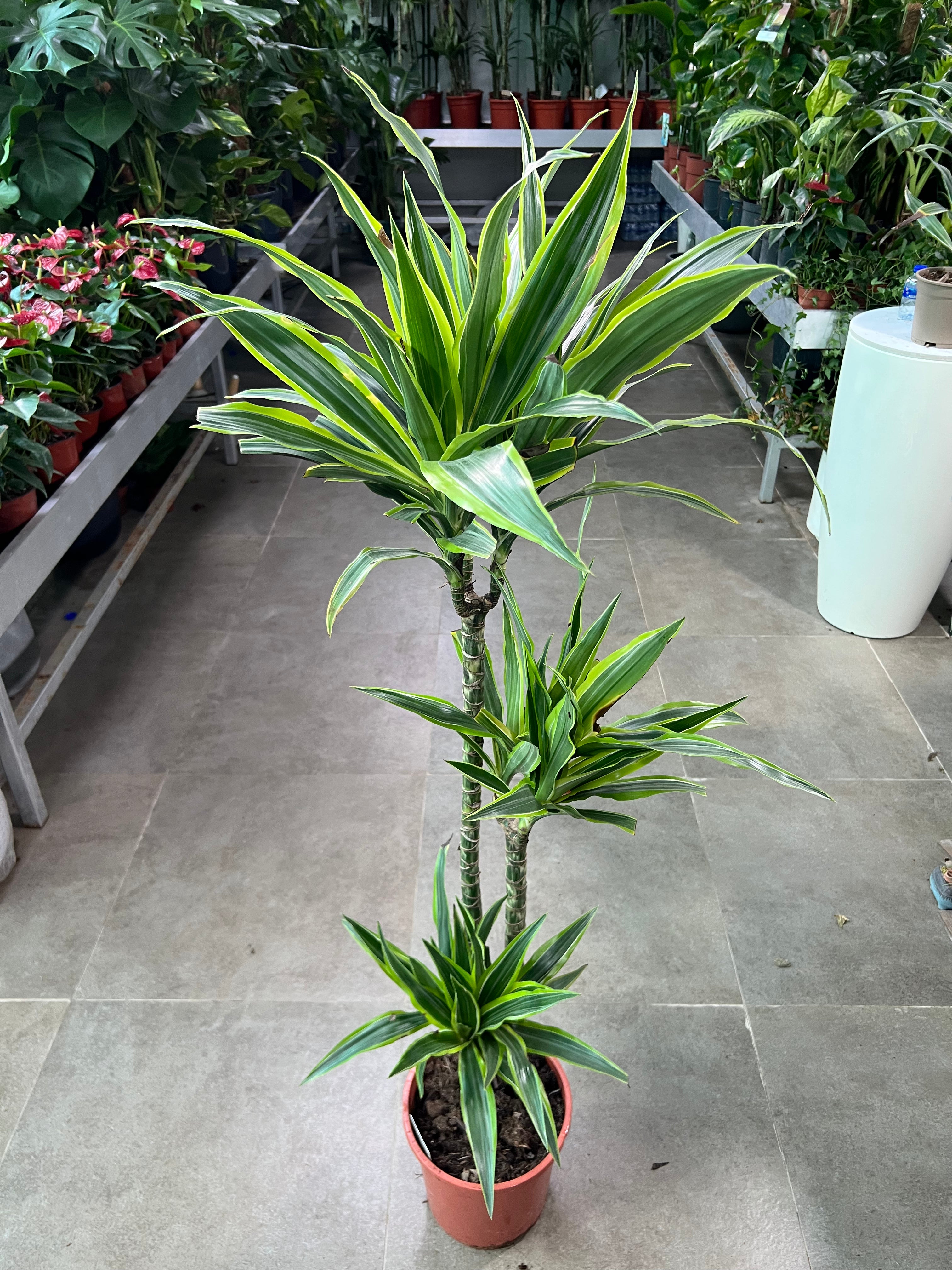Dracaena Lemon Lime