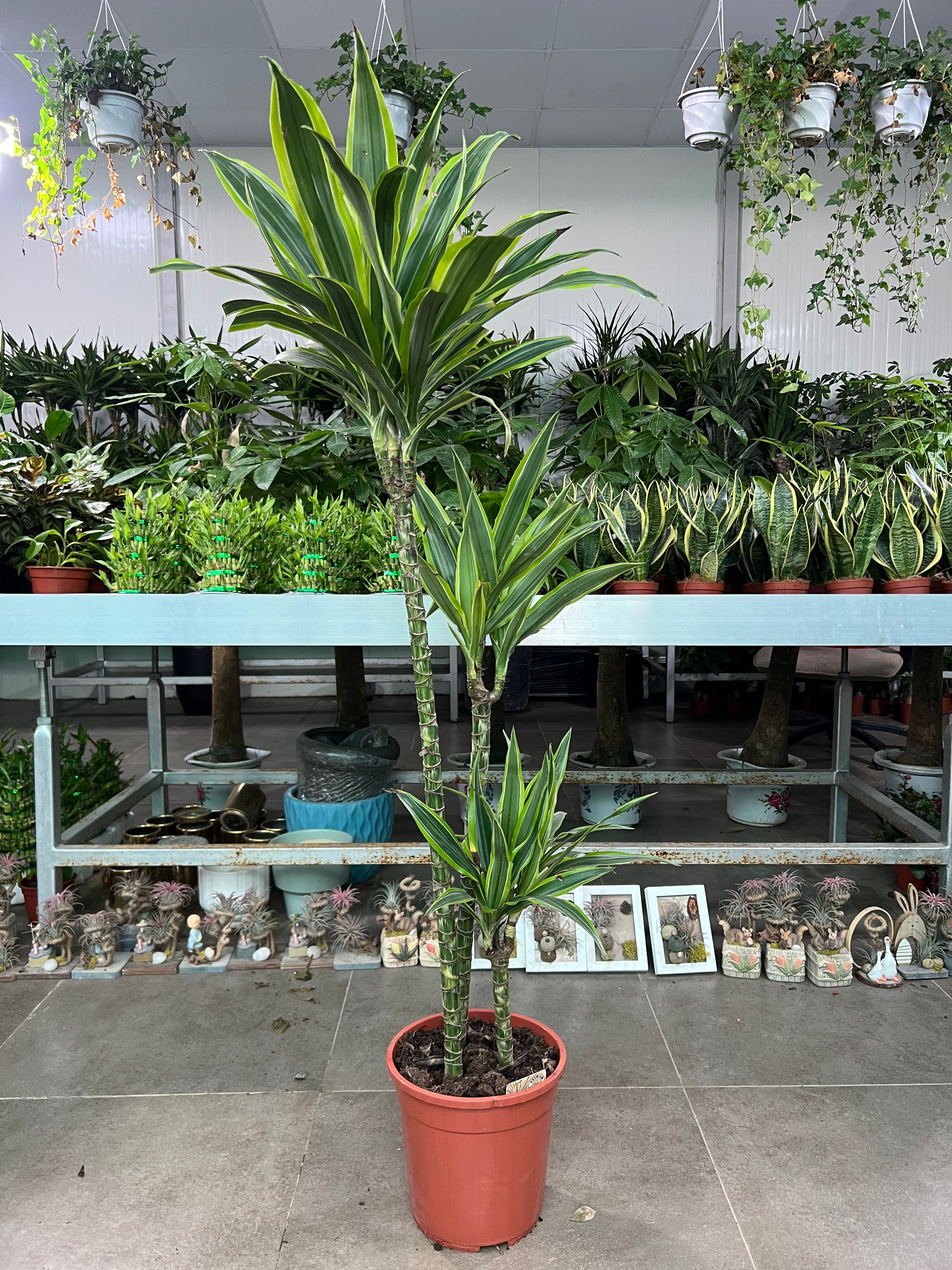 Dracaena Lemon Lime