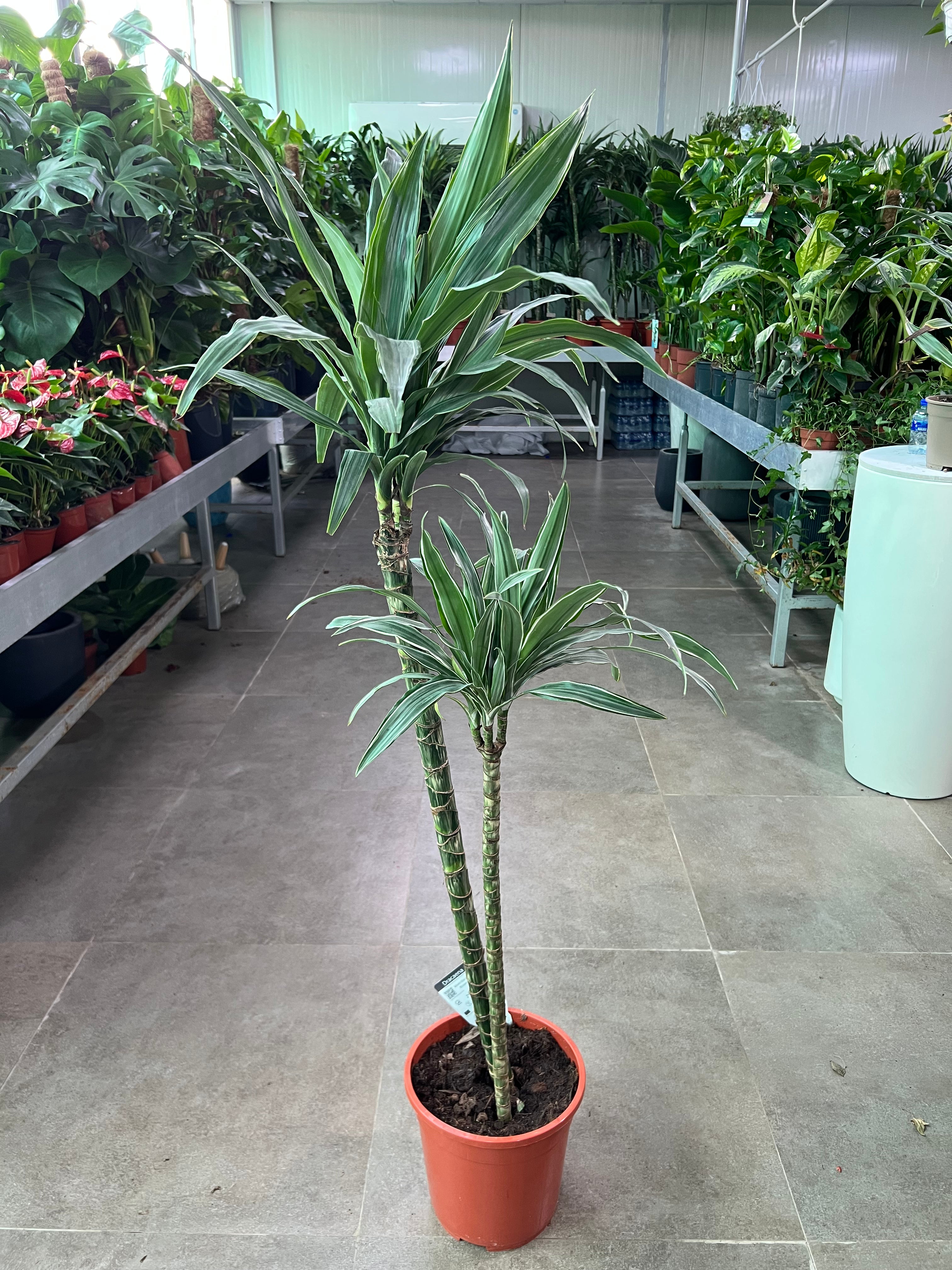Dracaena Deremensis