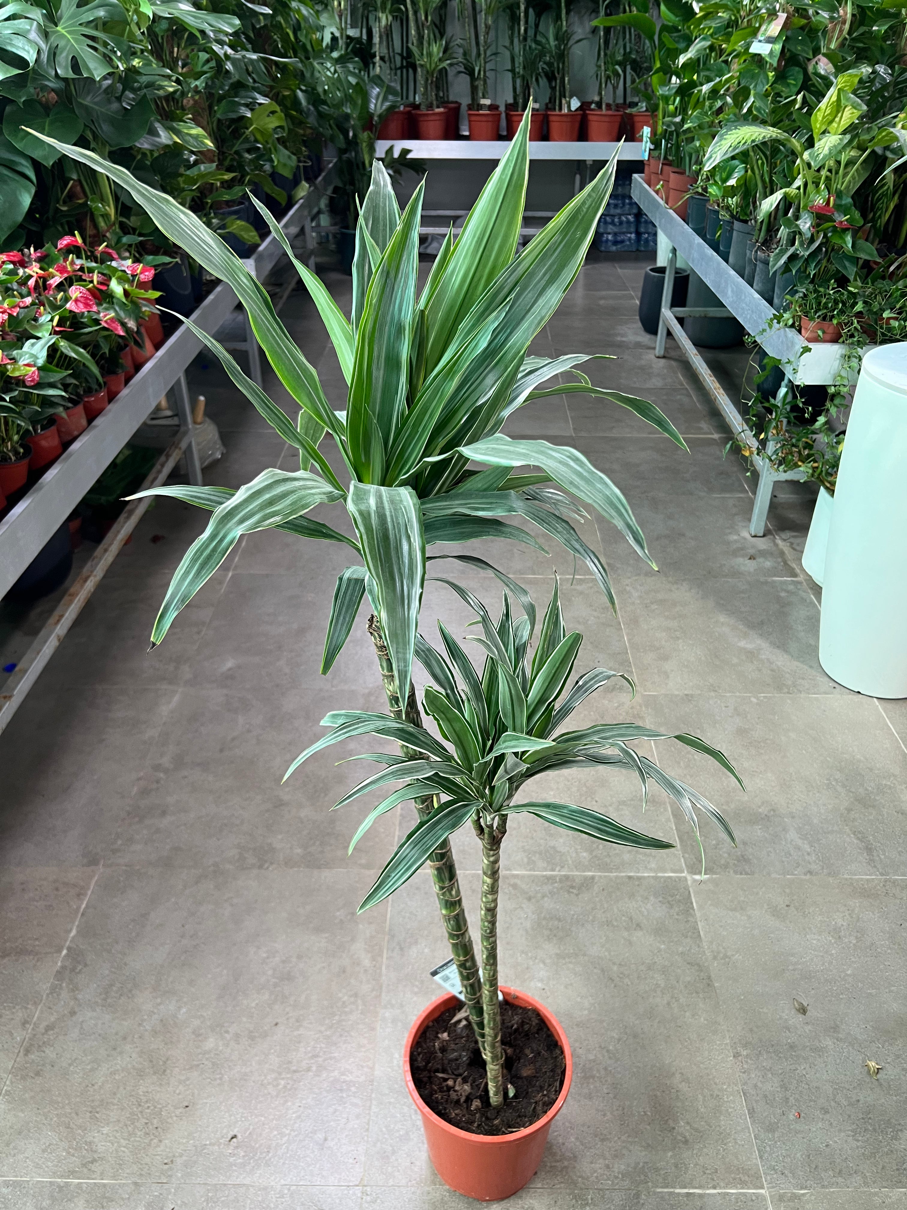 Dracaena Deremensis