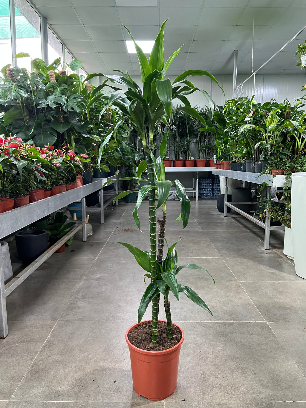 Dracaena Lisa