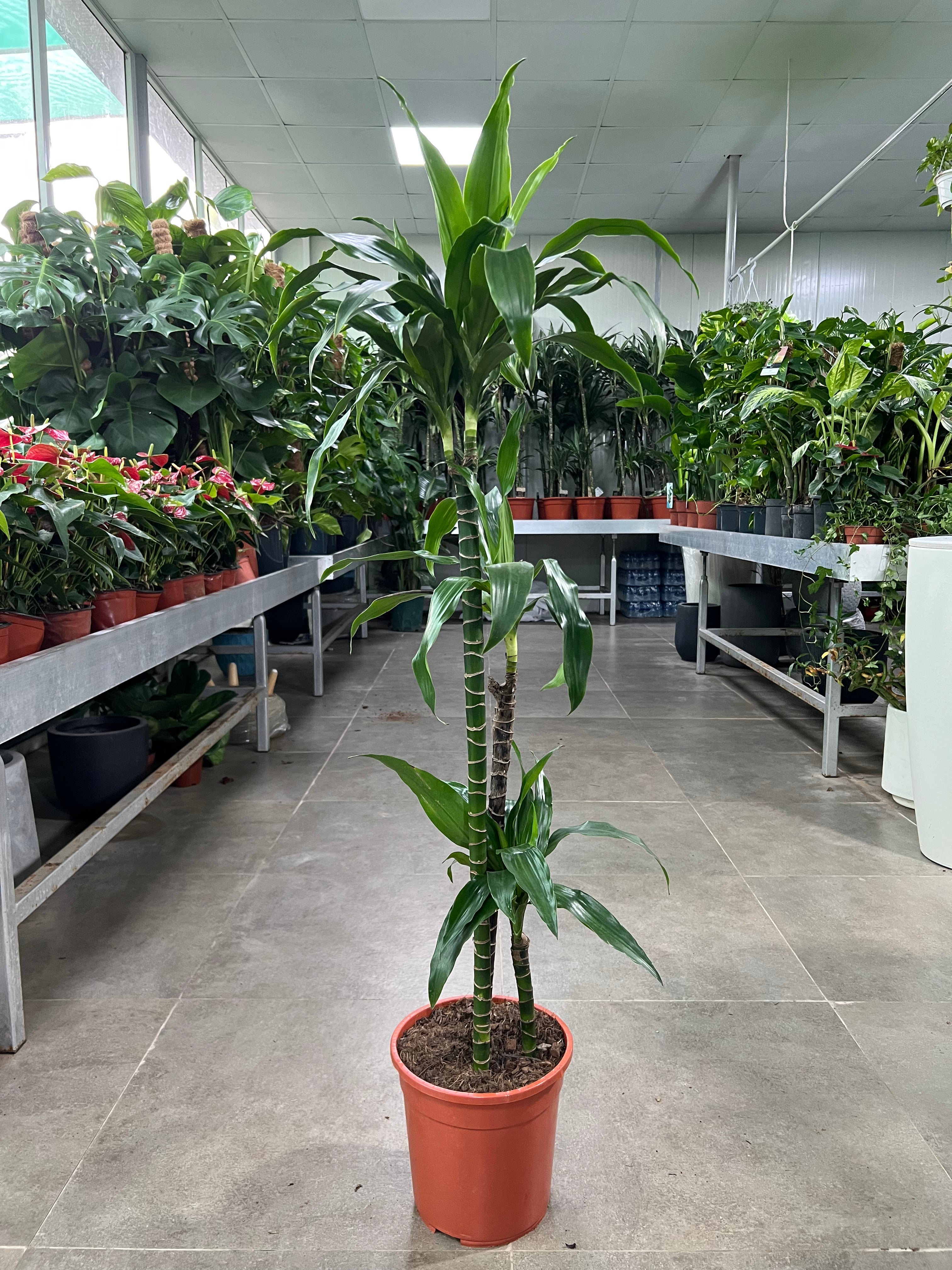 Dracaena Lisa