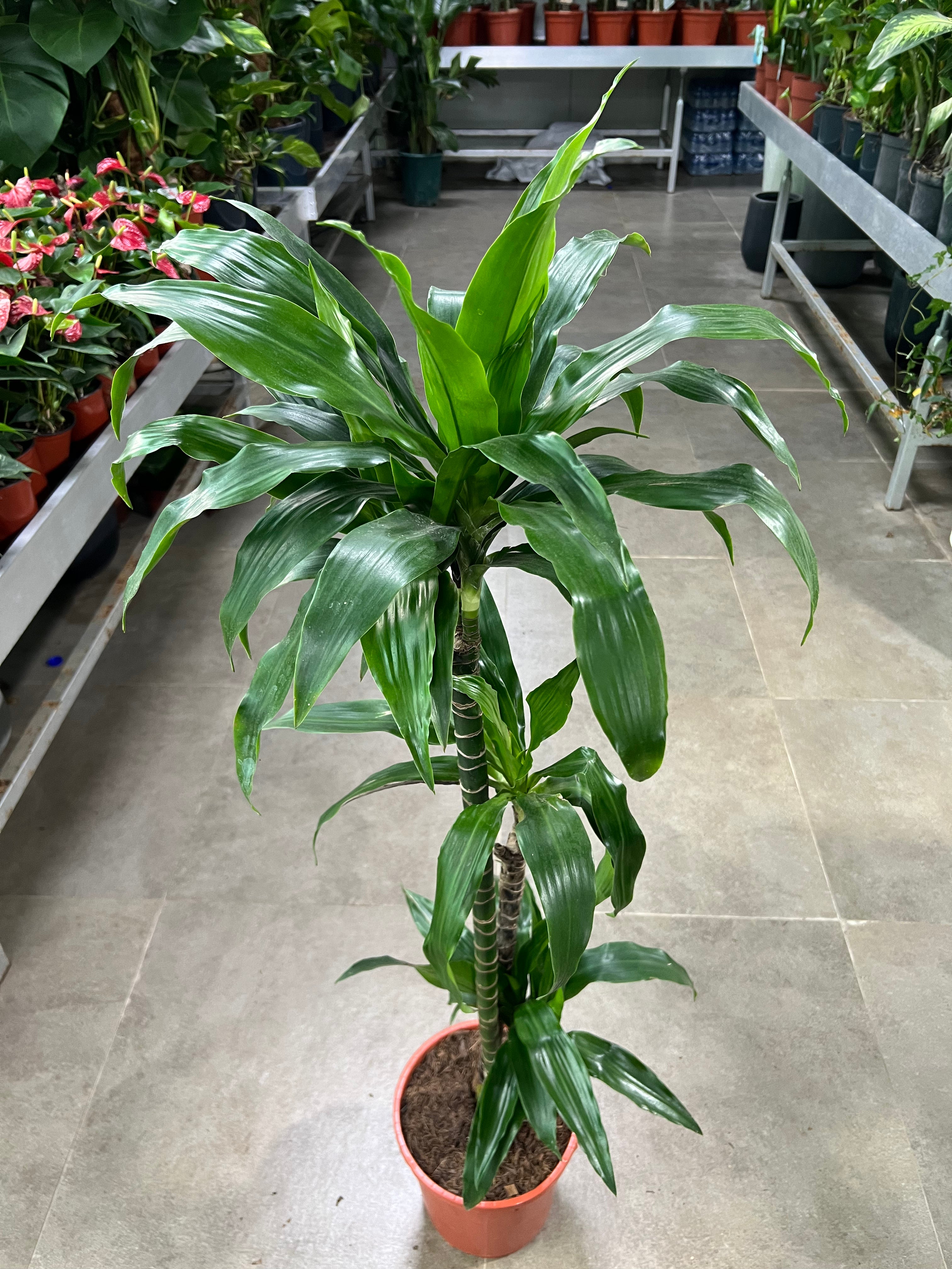 Dracaena Lisa