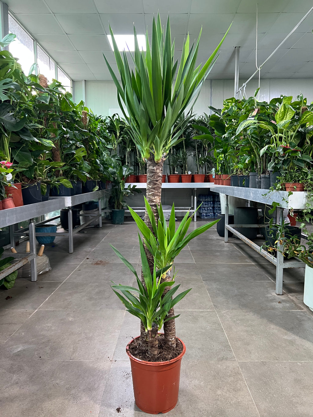 Yucca