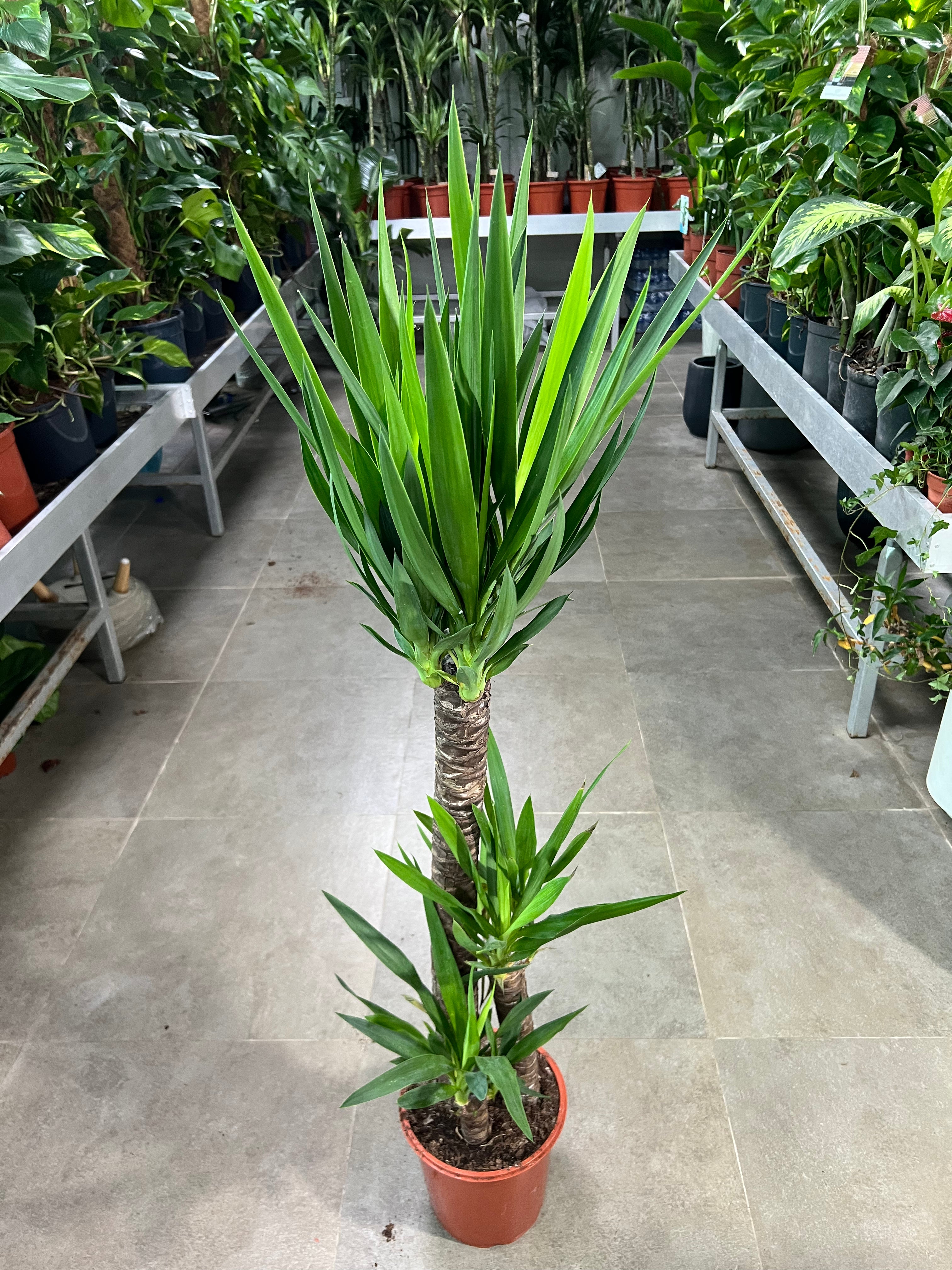 Yucca