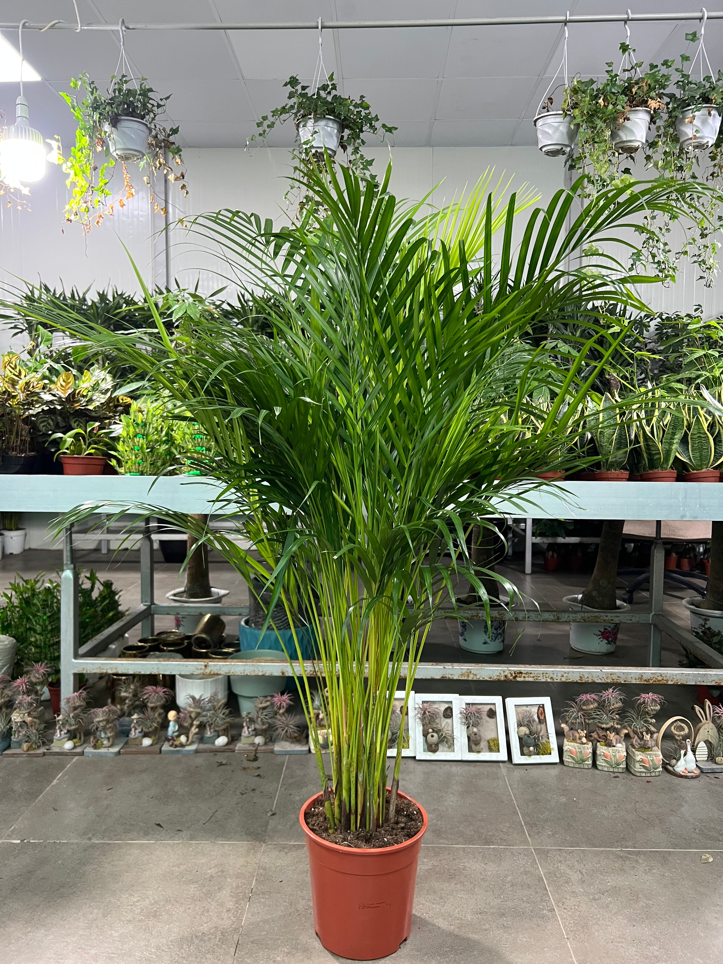 Areca Palm