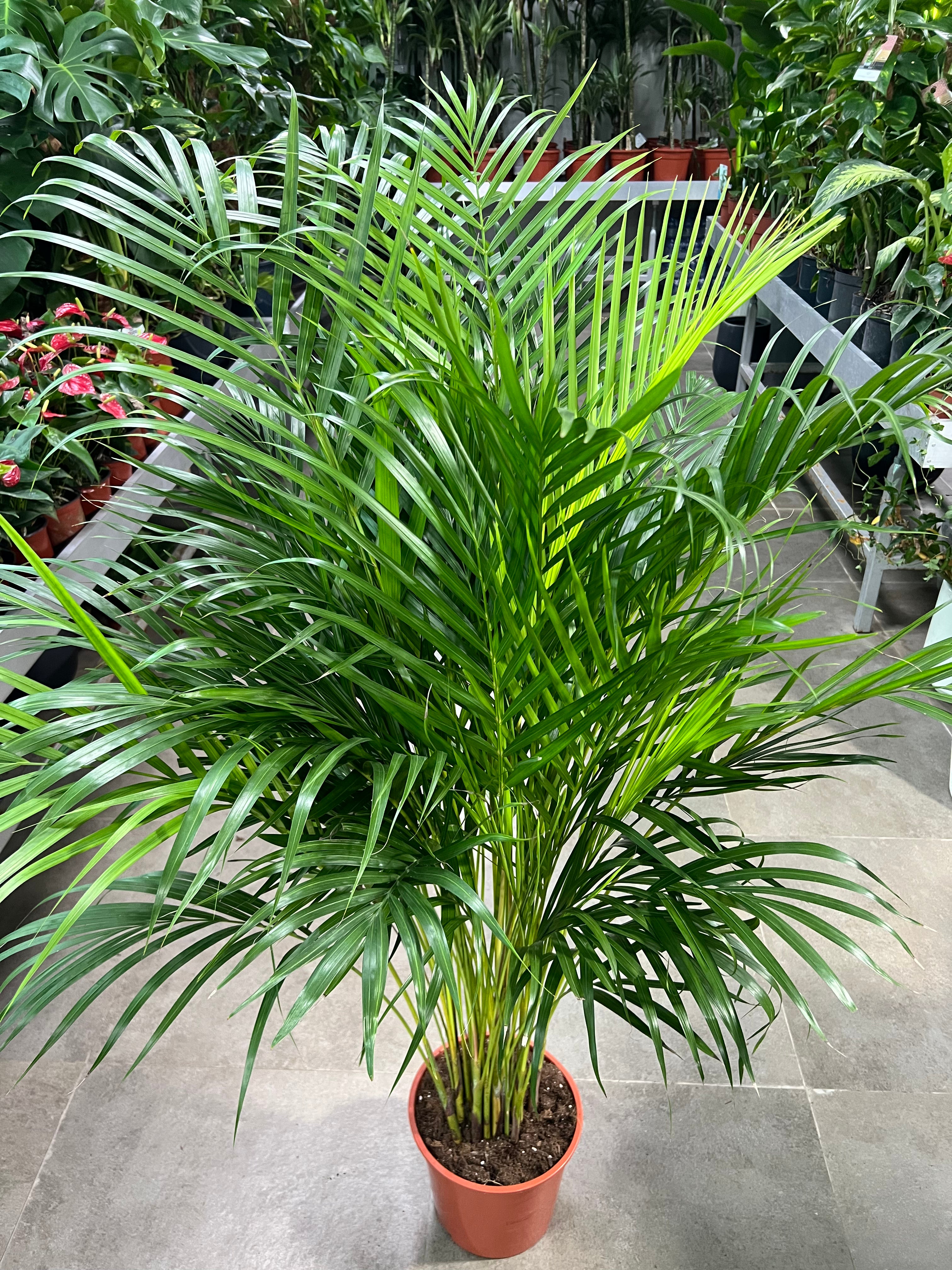 Areca Palm