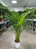 Areca Palm