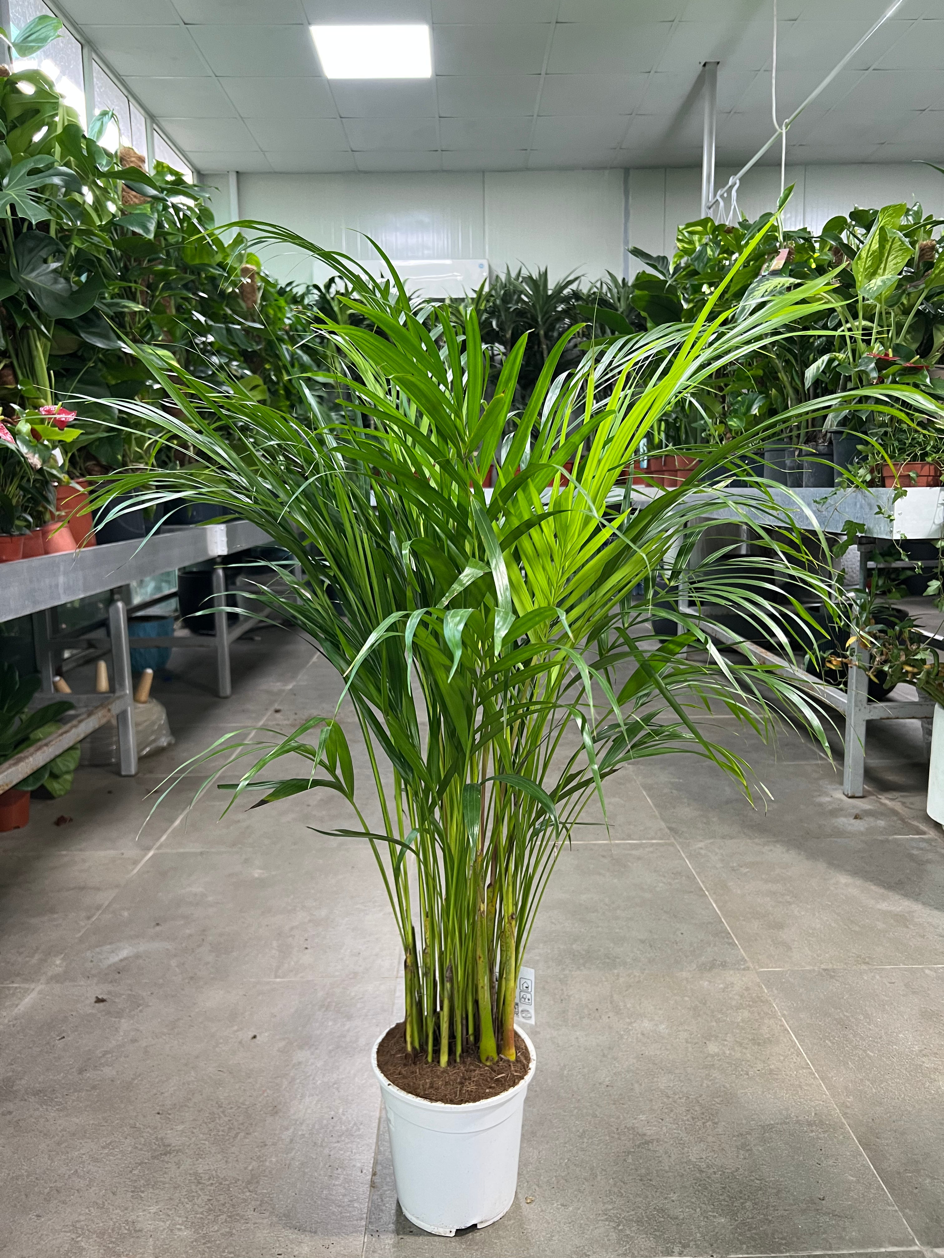 Areca Palm