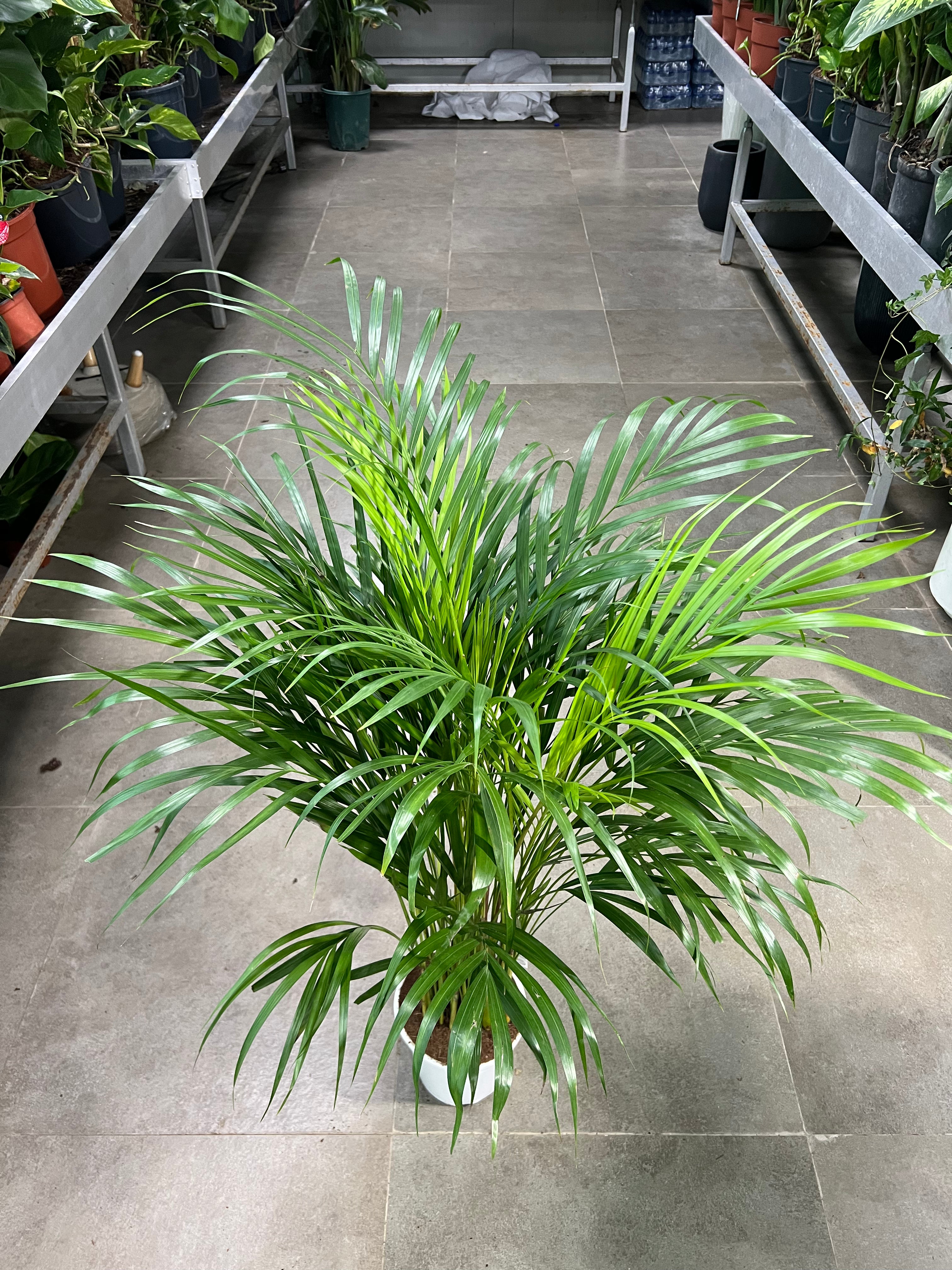 Areca Palm