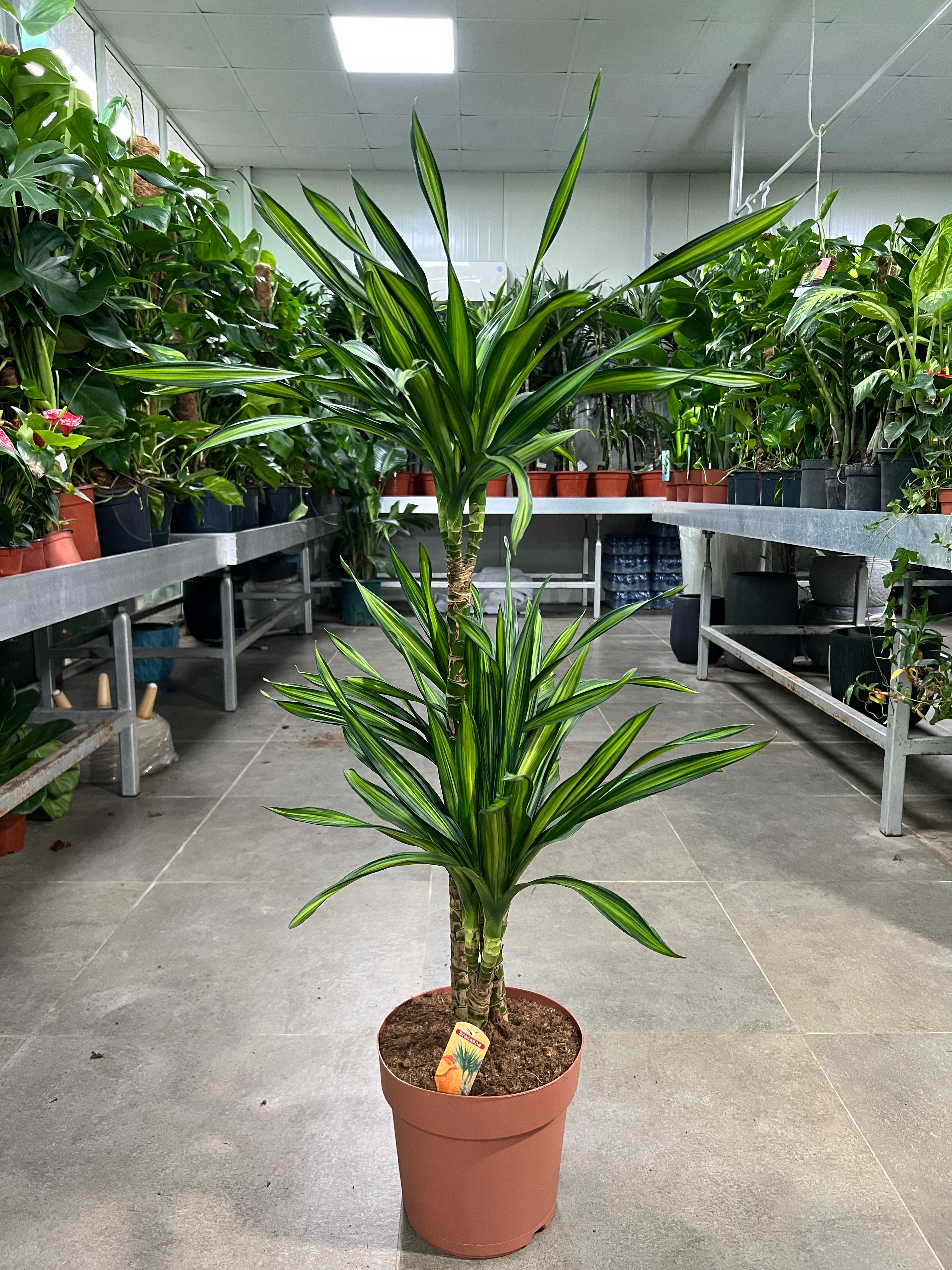 Dracaena Fragrans