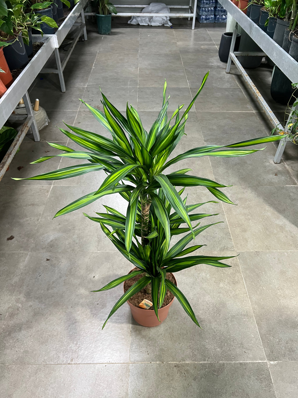 Dracaena Fragrans