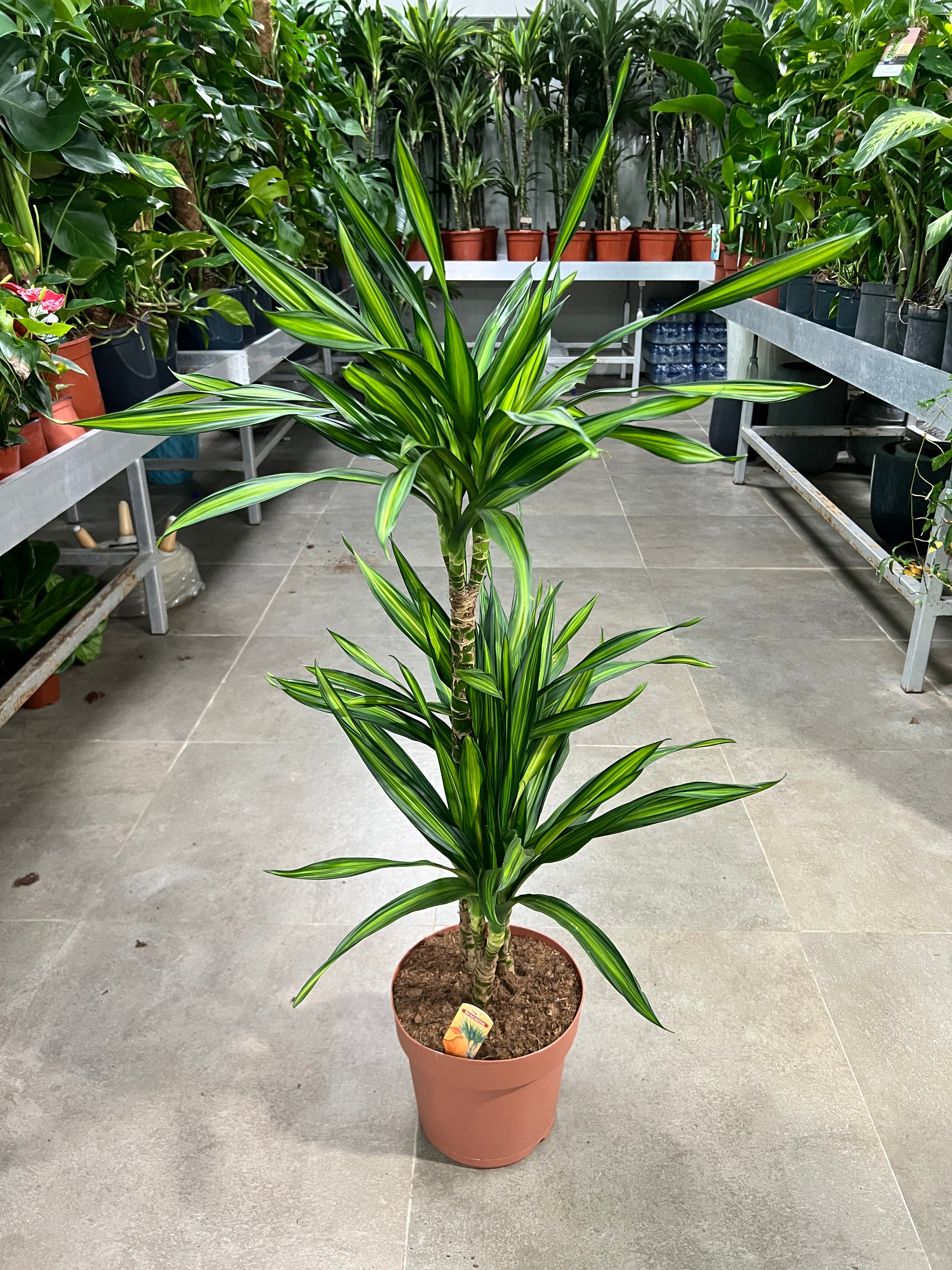 Dracaena Fragrans