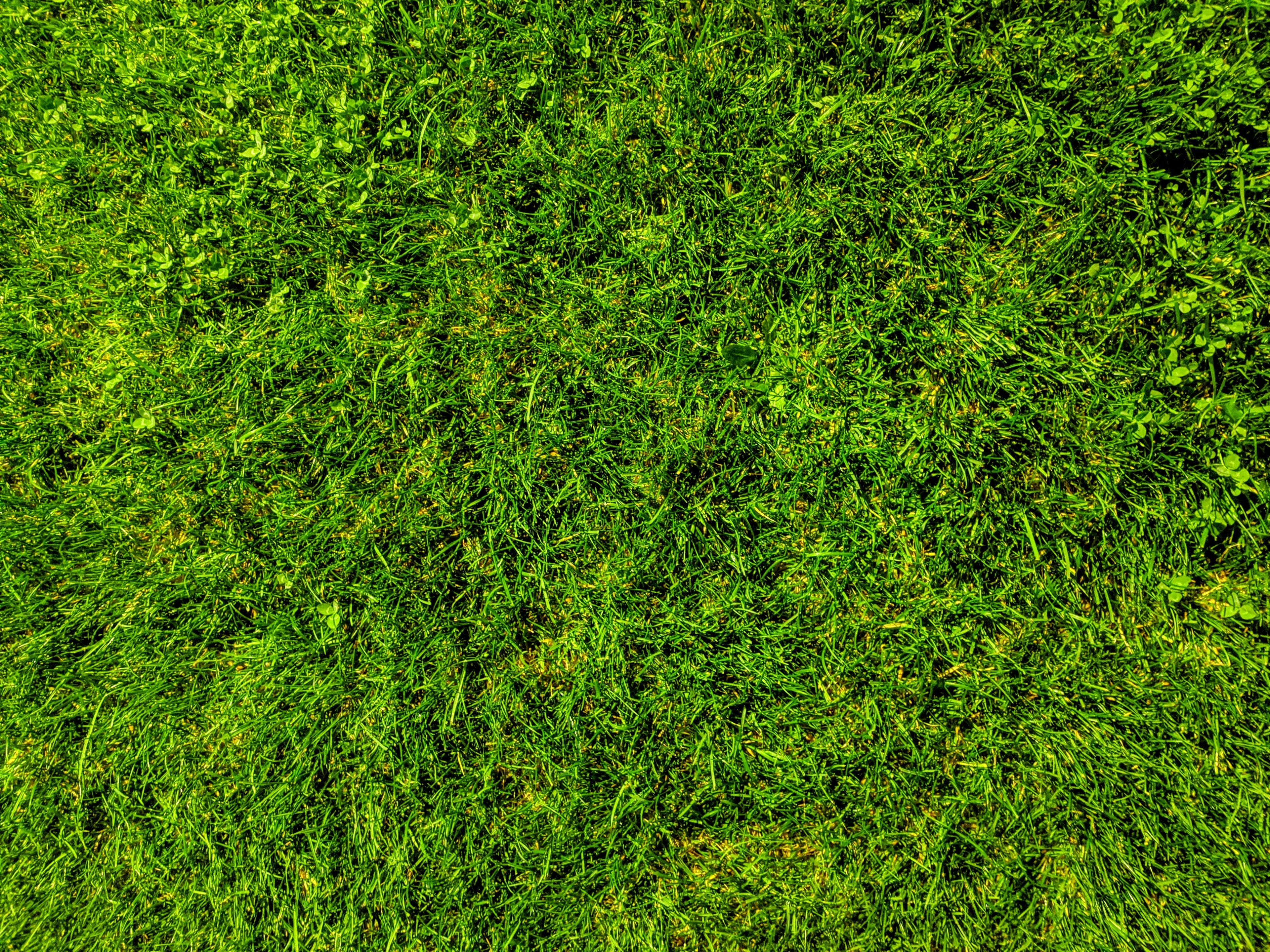 Grass Planting Services in Dubai